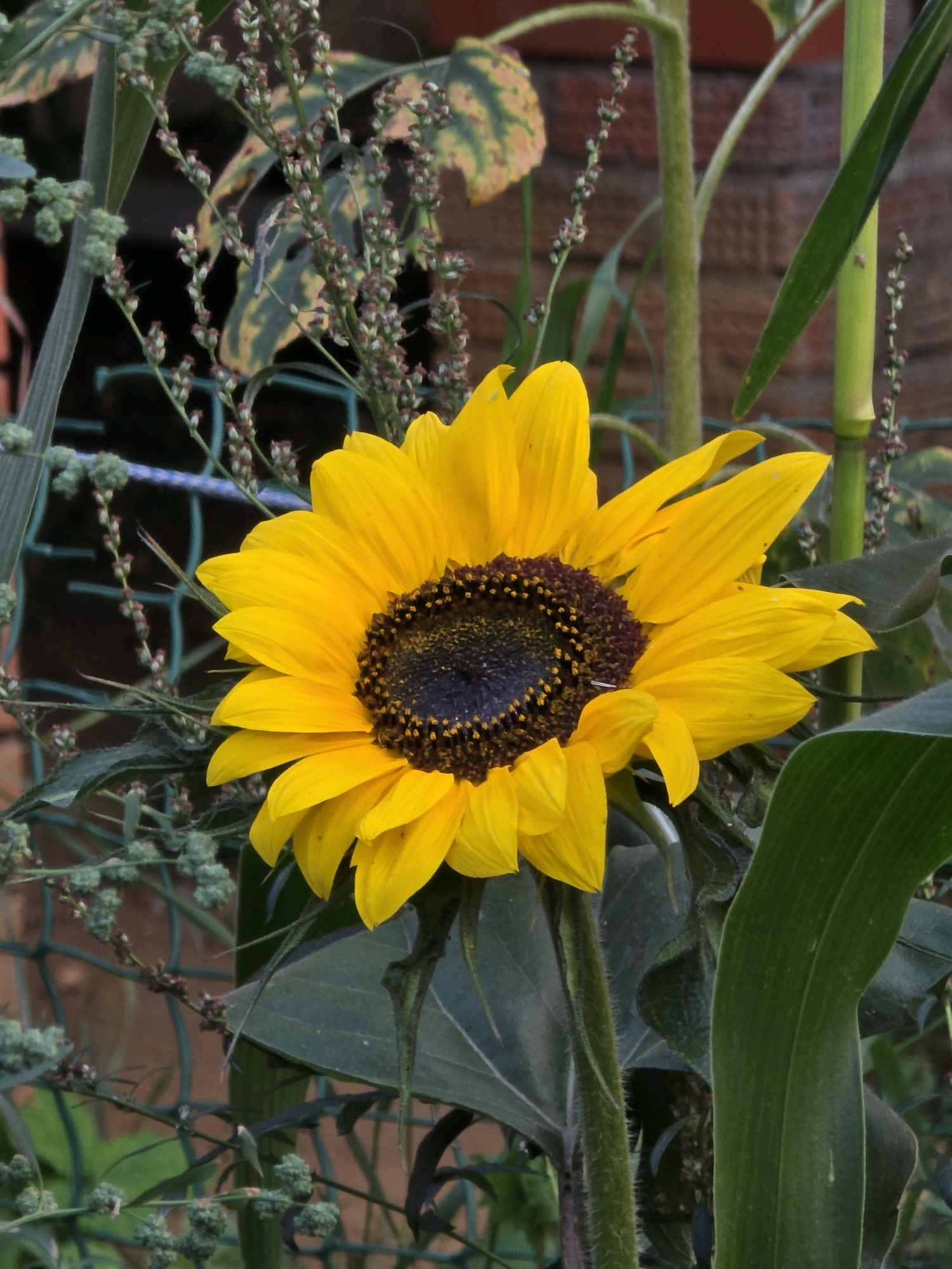 This image shows a close-up view of a sunflower with bright yellow petals and a dark brown center. The sunflower is positioned in the foreground, with its petals extending towards the right side of the frame. In the background, there are green leaves and stems of other plants, as well as a blurred brick wall and a green metal fence. The lighting suggests it is daytime, possibly late afternoon, with the sun casting soft shadows. The overall scene appears to be an outdoor garden or yard. There are no people or animals visible in the image, and no specific details indicating a location in the city of Речицы, Russia are present.