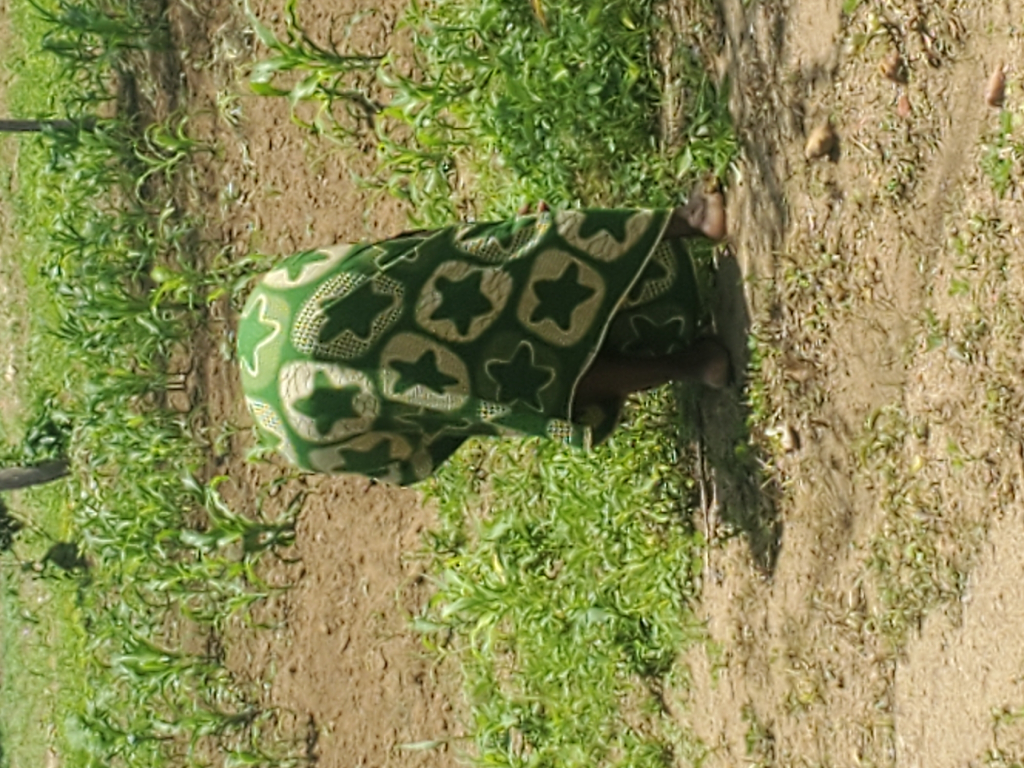 A person, likely a woman, is seen from behind in a seated or crouching position in an outdoor agricultural setting. She is wearing a green cloth with a repeating star pattern. The surrounding environment consists of dry, brown soil with patches of green vegetation, possibly young crops. There are also some small brown objects scattered on the ground, which could be stones or produce. The lighting suggests it is daytime, with shadows indicating the sun is present. The overall scene appears to be a rural farm or garden in Dawaki, Nigeria. The person's activity is not clearly discernible, but the posture suggests she might be working the land, resting, or tending to something on the ground. No text is visible in the image.