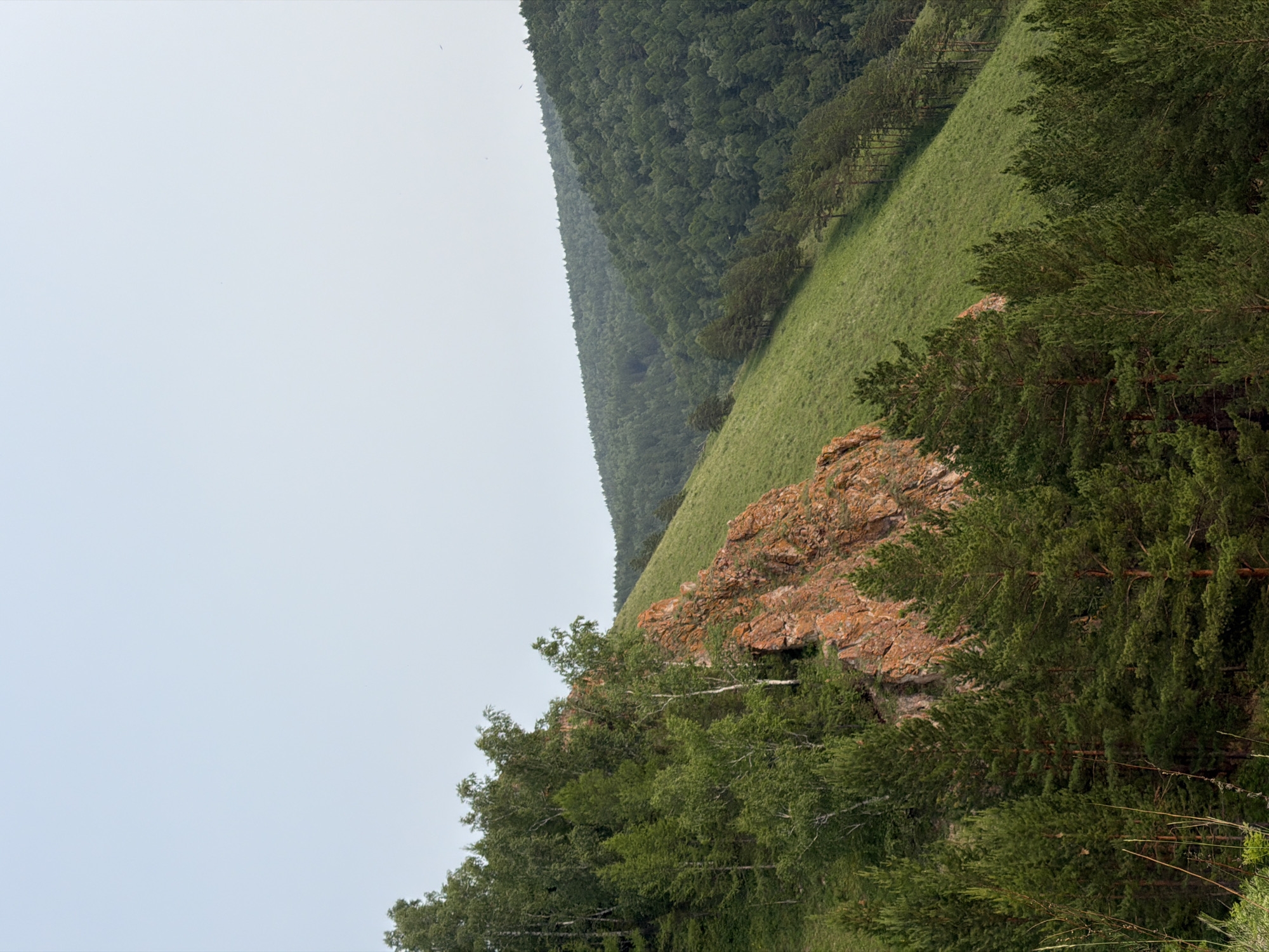The image shows a steep, grassy slope covered with scattered trees, primarily pines in the foreground and a denser forest of mixed deciduous and coniferous trees further up the hill. A prominent reddish-orange rock formation juts out from the slope on the left side, partially covered with vegetation. The sky is clear and pale blue. The scene appears to be a natural landscape, likely a hillside or mountain area, with no signs of human presence or urban development. The location is the Stolby Nature Reserve, near Krasnoyarsk, Russia, which is known for its dramatic rock formations and forested taiga.
