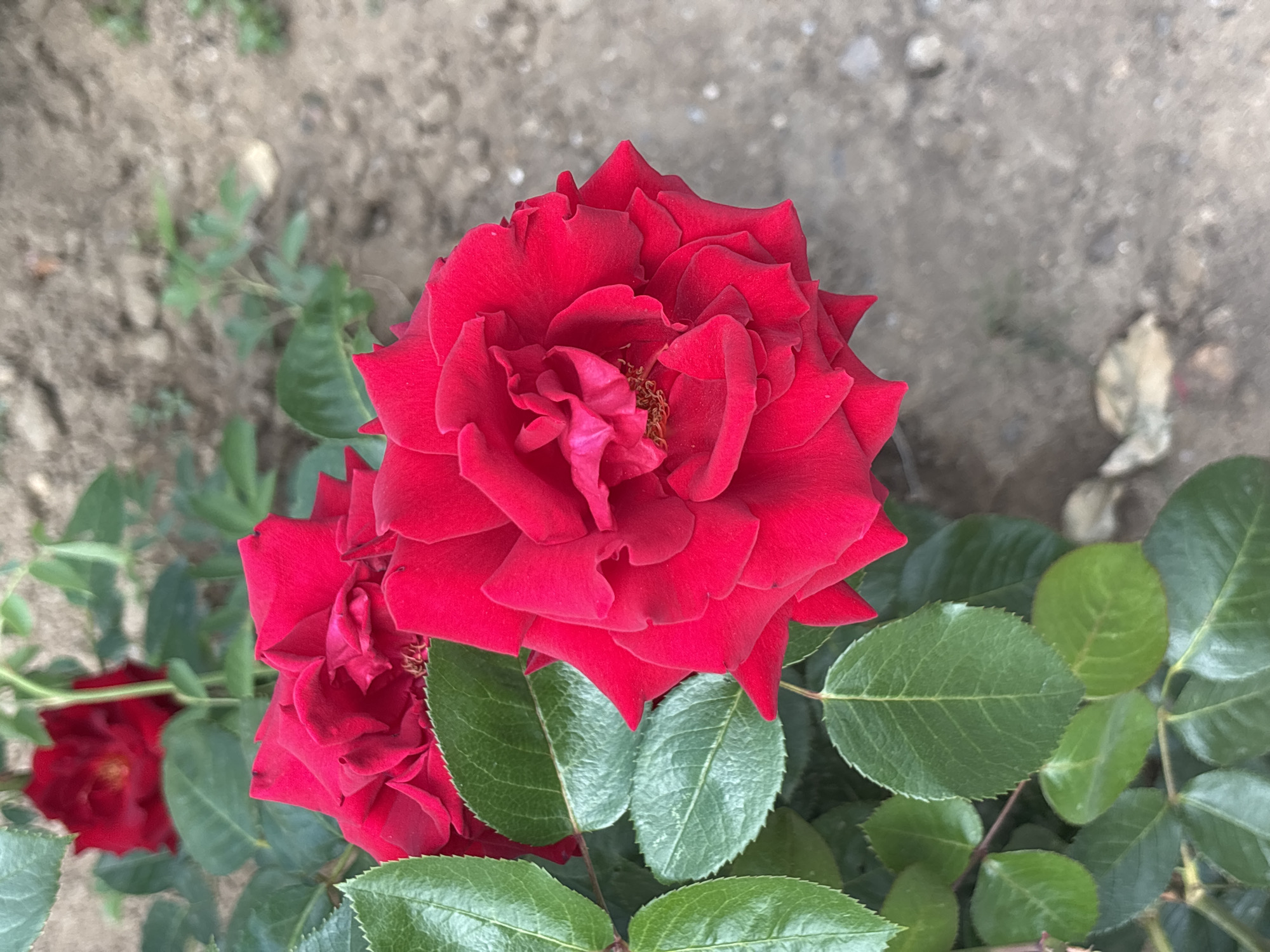 This is a close-up, slightly angled shot of a bright red rose in full bloom, with its petals unfurling. The rose is the primary subject, positioned in the foreground and filling a significant portion of the frame. To the left of the main rose, another red rose is visible, slightly out of focus, and behind it, the green leaves of the rose bush. The background consists of dry, greyish-brown soil with a few scattered small pebbles and some blurred greenery. The lighting appears to be natural daylight, creating soft shadows and highlighting the texture of the rose petals and leaves. The image was taken outdoors, likely in a garden or park setting. There are no people or animals present in the image. The scene is static and peaceful. The location of Svoge, Bulgaria, is not visually discernible from the image itself.
