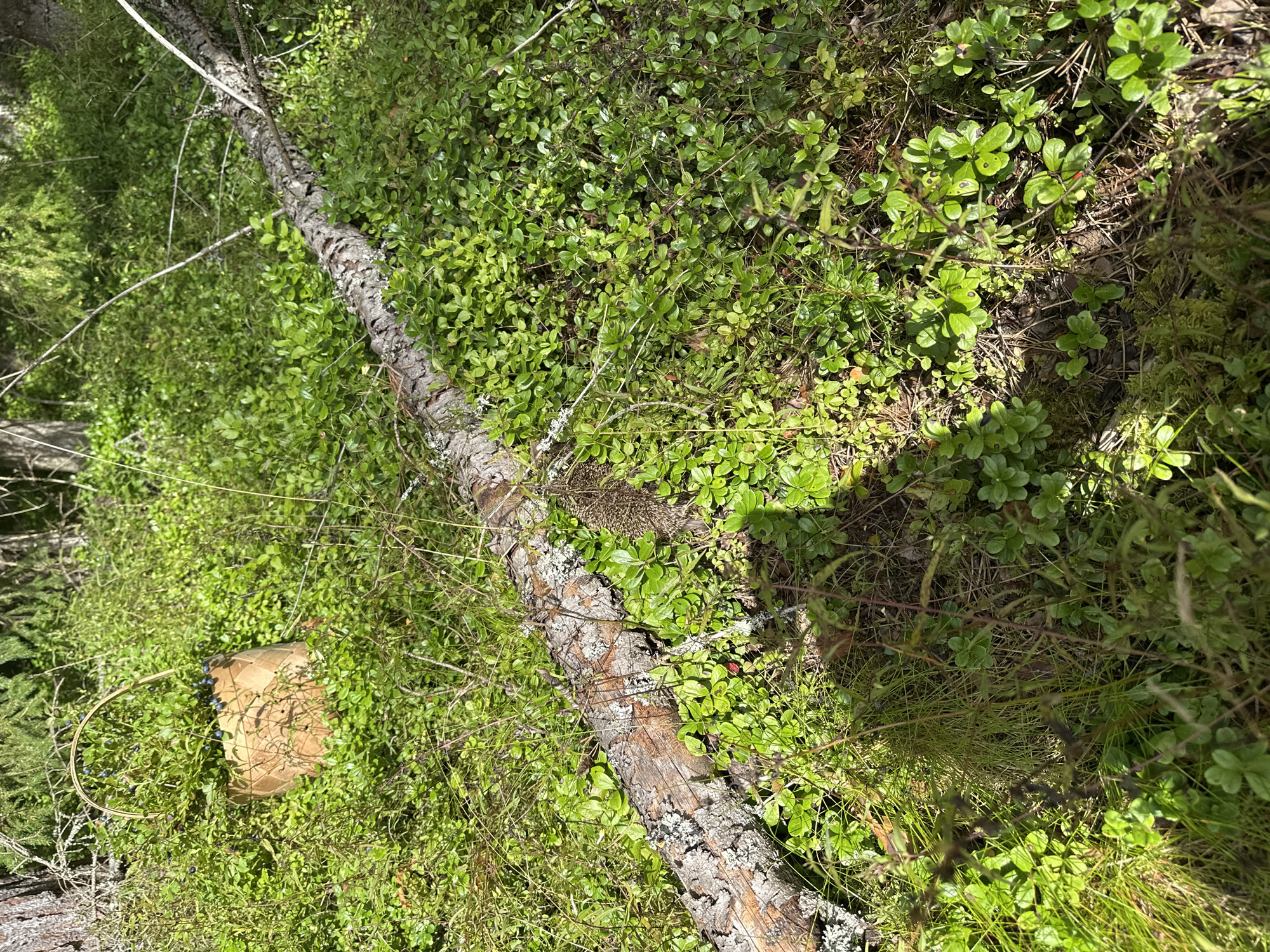 The image depicts a forest floor scene in Golovkino, Russia. A fallen tree trunk lies horizontally across a dense undergrowth of green shrubs and grasses. To the left of the trunk, a light brown woven basket is partially visible, filled with dark blue berries, likely blueberries. The sun casts dappled shadows on the ground, indicating a clear, bright day in a wooded area. The forest appears natural and undisturbed, with no visible human presence other than the basket.