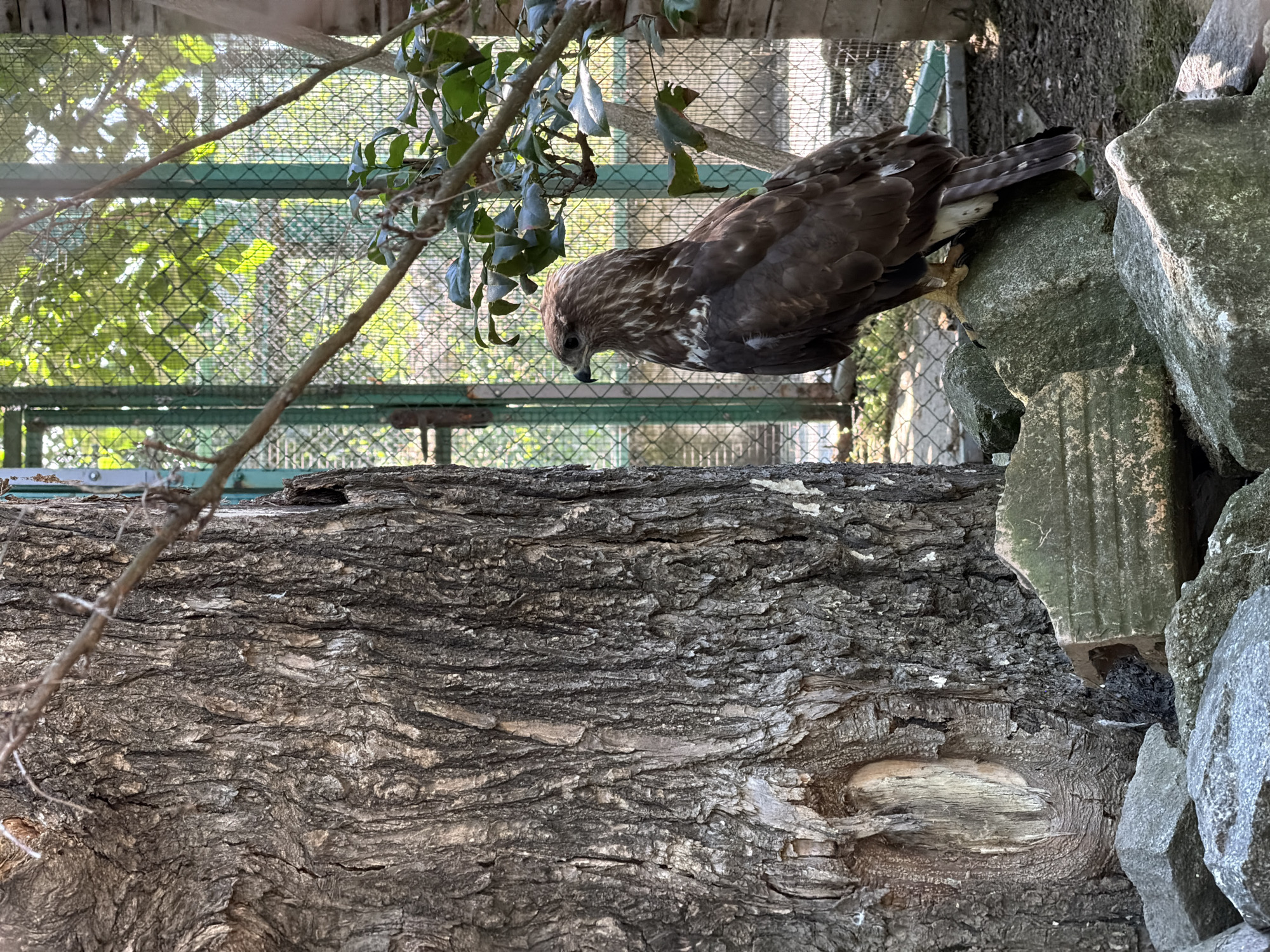 The image shows a brown hawk with a patterned chest standing on a rock in an outdoor enclosure. The hawk is facing to the left, with its head turned to look in that direction. Behind the hawk, there is a green metal fence with trees and foliage visible through it. To the left of the hawk, there is a large, textured tree trunk. The ground is covered with rocks and dirt. The scene appears to be in a zoo or wildlife sanctuary. There is no specific information in the image that indicates the location is in Pazardzhik, Bulgaria.