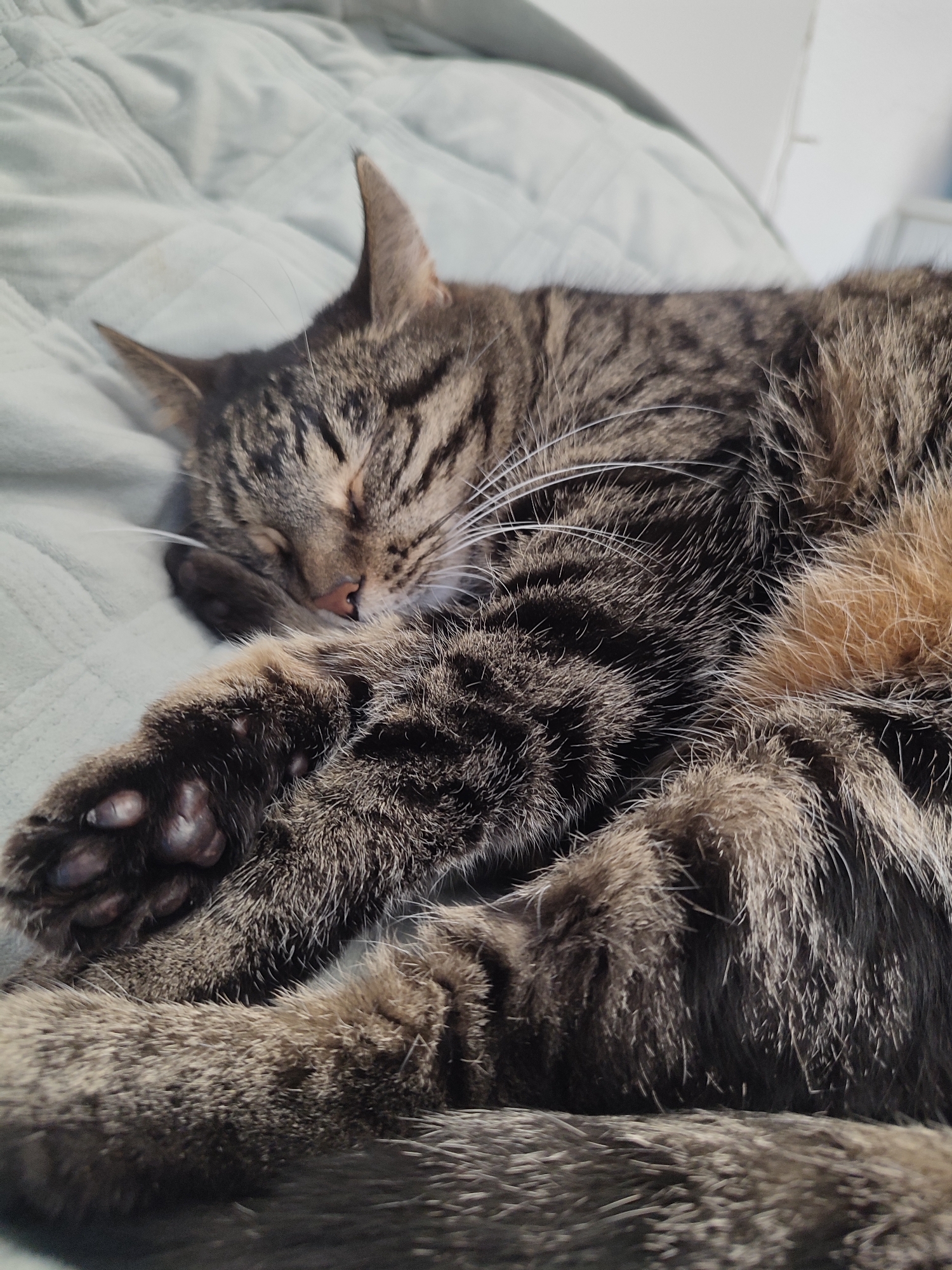 A brown and black tabby cat is sleeping on a light blue quilted surface. The cat's eyes are closed, and its paws are crossed in front of its face. The cat's fur is fluffy and appears to be soft. The background is slightly blurred, but it appears to be a bed or a sofa. There are no people visible in the image. The image is well-lit and the focus is on the cat. The scene is calm and peaceful. There is no specific location in Murino, Russia mentioned.