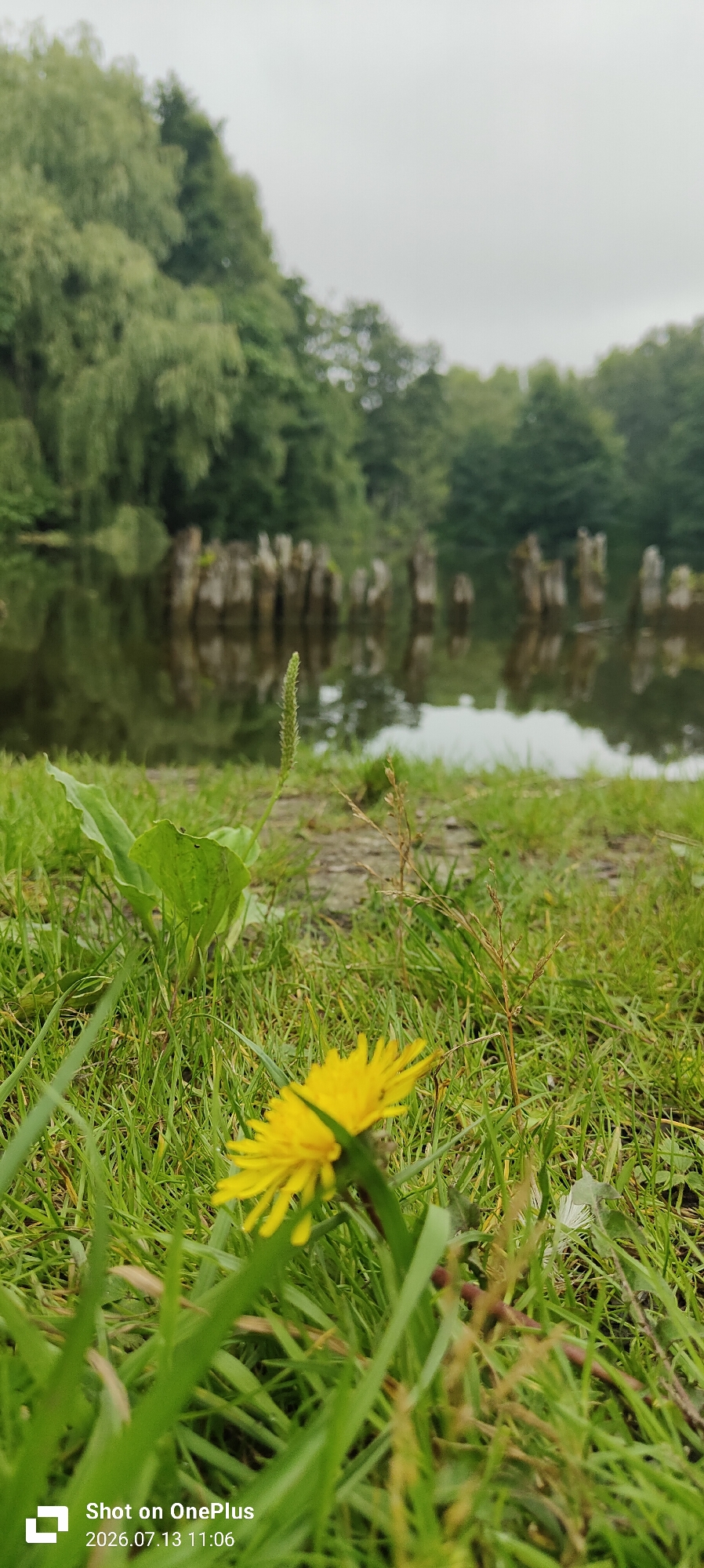 An outdoor, low-angle, medium shot captures a patch of green grass in the foreground, with a yellow dandelion bloom slightly out of focus in the bottom right corner. A large, broad leaf plantain is visible to the left of the dandelion, also out of focus. In the middle ground, a body of water reflects a line of weathered wooden posts sticking out of the water. Beyond the water, a dense line of trees forms the background, their foliage a mix of greens against a hazy, overcast sky. The overall scene suggests a natural, tranquil environment. The watermark at the bottom left indicates the photo was taken on a OnePlus device on July 13, 2026, at 11:06 AM. The specific location within Kaliningrad, Russia, cannot be determined from the image alone.