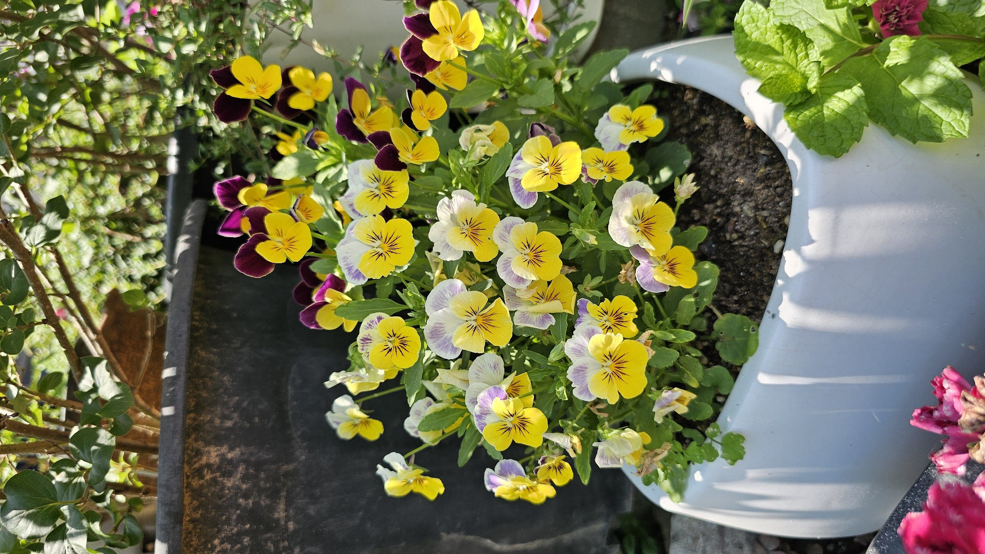 This is a close-up, high-angle shot of a collection of colorful pansies in a white planter, set outdoors in Asan-si, South Korea. The pansies are primarily yellow, white, and purple, with some featuring distinct "faces" created by darker markings on their petals. They are in full bloom, creating a vibrant and cheerful display. The flowers are clustered together, with some stems and green leaves visible. To the left of the planter, part of a dark, textured surface is visible, possibly another container or a garden structure. To the right, the smooth, curved white surface of the planter dominates, reflecting sunlight in bright streaks. In the background, there is a blur of green foliage and branches, suggesting a garden setting. The lighting indicates it is daytime, likely sunny, casting distinct shadows on the planter and highlighting the textures of the flowers and leaves. No people or text are visible in the image. The overall mood is bright, natural, and serene, showcasing the beauty of the flowers.