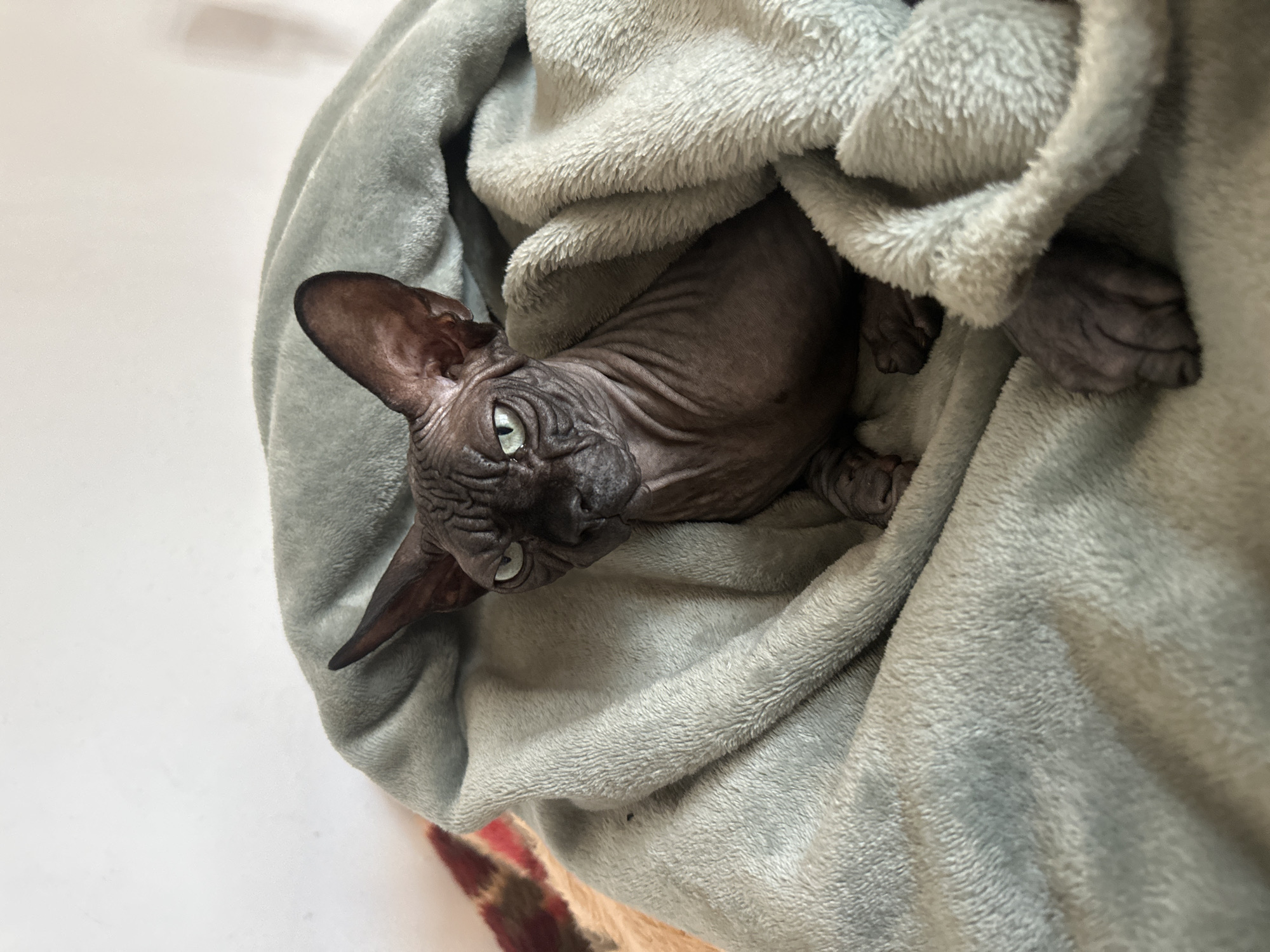 A sphynx cat with grey-green eyes is partially wrapped in a light grey fleece blanket. The cat's face is visible, with a wrinkled brow and pointed ears. Only the top left of the background shows a smooth, white surface, and in the very bottom of the image there are a few inches of a brown patterned rug. The location of the image is not discernible from the scene.