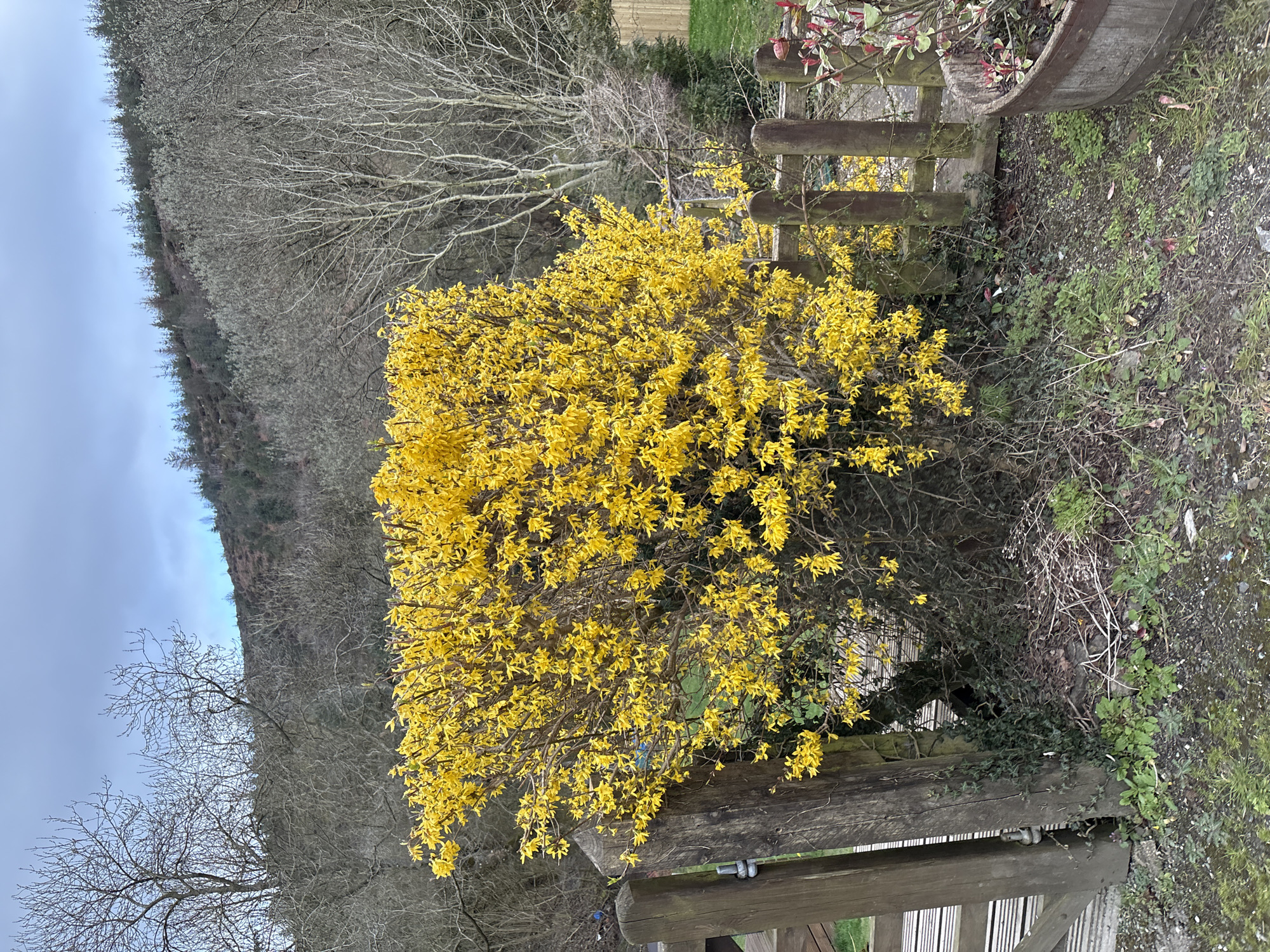 The image shows a vibrant yellow forsythia bush in full bloom, positioned near a weathered wooden gate in Shelve, United Kingdom. The bush is dense with flowers. Behind the bush, there are leafless trees on a hillside and a hint of a cloudy sky. Adjacent to the gate is a planting container. The ground is covered with vegetation. The scene suggests early spring in a rural or semi-rural environment. There are no people visible in the image.