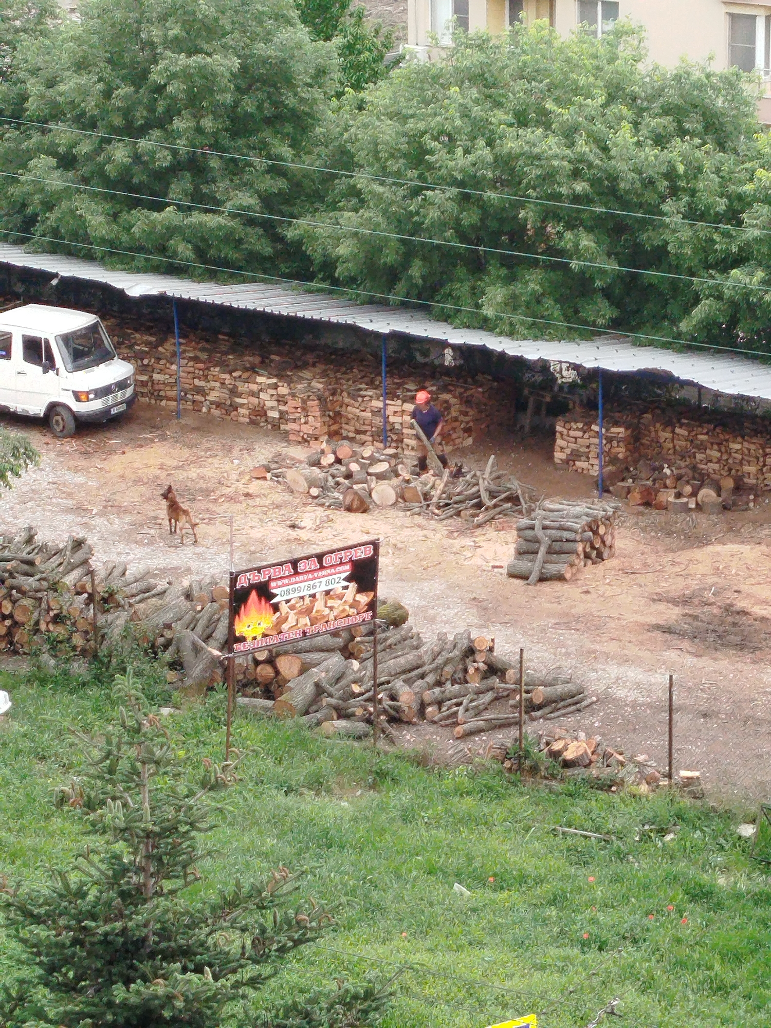 The image depicts a firewood depot in Varna, Bulgaria. A man wearing an orange helmet is chopping wood under a corrugated metal roof supported by blue metal poles. Stacks of split wood are arranged along the back wall. A white van is parked nearby. A brown dog stands in the center of the yard, near a sign advertising "Дърва за Огрев" (Firewood). Piles of logs surround the sign. In the foreground, a small evergreen tree grows in a grassy area. A building is visible behind the trees in the upper portion of the image.