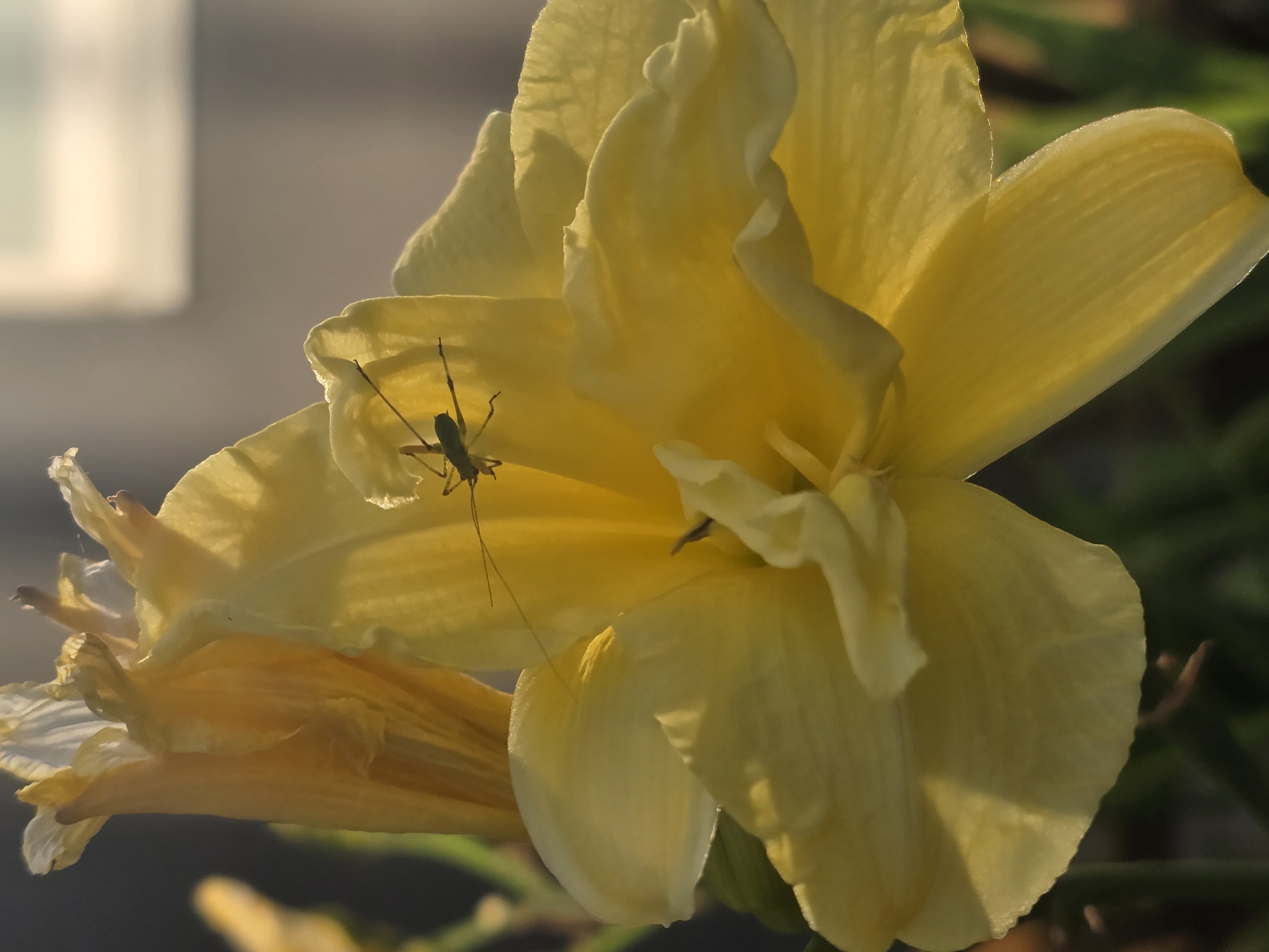 A close-up, vertical, natural light photograph shows a silhouette of a small insect, possibly a katydid or grasshopper, perched on the petals of a bright yellow lily. The insect is dark and clearly defined against the luminous yellow of the flower. The lily itself is in soft focus, with delicate, ruffled petals that catch the light, creating a soft glow. The background is blurred and consists of darker greens and grays, suggesting an outdoor garden setting. The overall impression is one of a peaceful moment in nature. The image was taken in Sofiivska Borshchahivka, Ukraine.