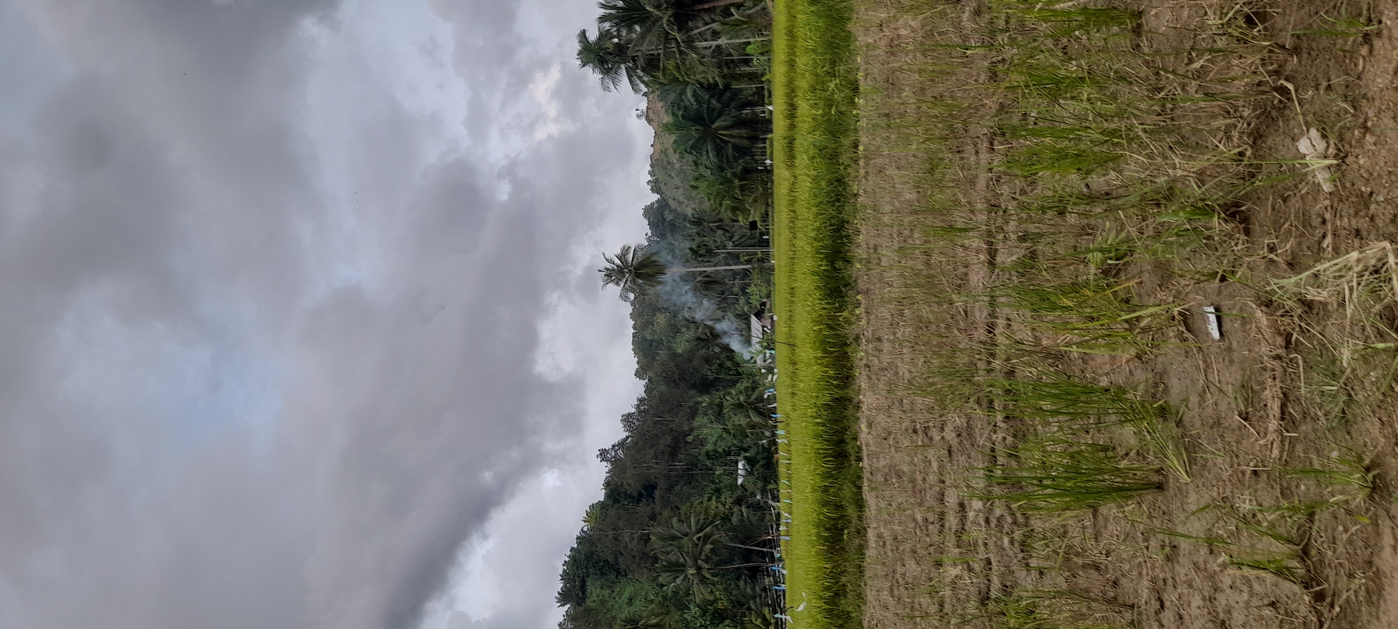 The image shows a view in Palohpanyang, Indonesia. Overcast skies dominate the top left portion of the image. A dense line of trees, including palm trees, separates the sky from the rice fields. Smoke is visible rising from behind the trees. The rice fields, in the lower right, display a contrast between a strip of bright green vegetation and a larger area of dry, brown earth. There is trash on the ground in the lower right.