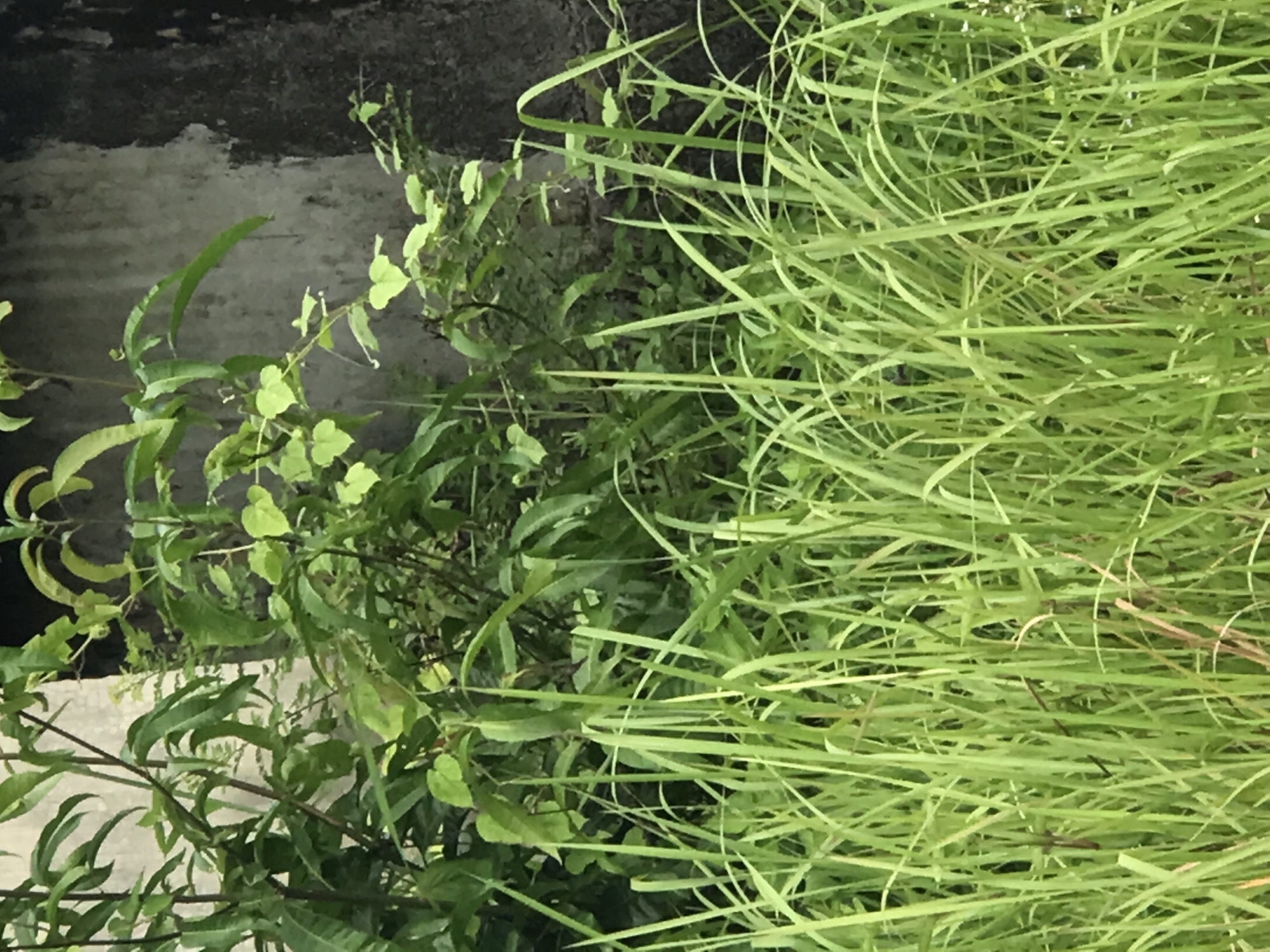 The image shows a patch of green vegetation in Lhokseumawe, Indonesia. On the right side, there is an area dominated by long, thin blades of grass. To the left, there are various leafy plants, some with rounded leaves and others with more elongated shapes. A section of what appears to be a gray concrete structure is visible behind the plants.