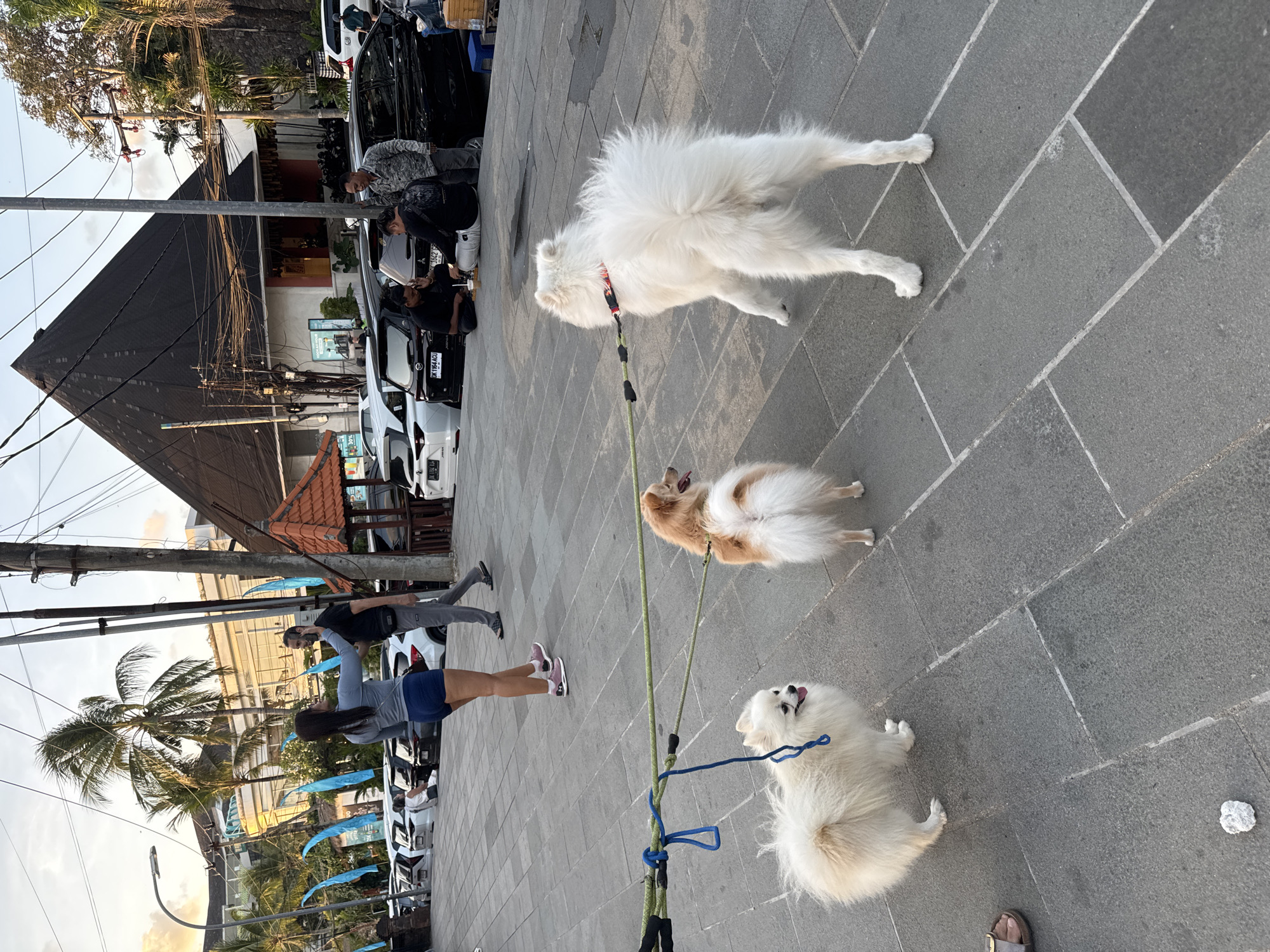 In Kuta, Indonesia, on a gray paved sidewalk near a street lined with parked cars, a woman in athletic wear walks three leashed dogs. A white Pomeranian is closest to the camera, facing left. To its right is a smaller, tan-colored dog facing away, with its tail up. A large white Samoyed stands further right, also facing away from the camera. In the background, several people are visible near buildings and cars, with palm trees overhead against a sky at dusk.
