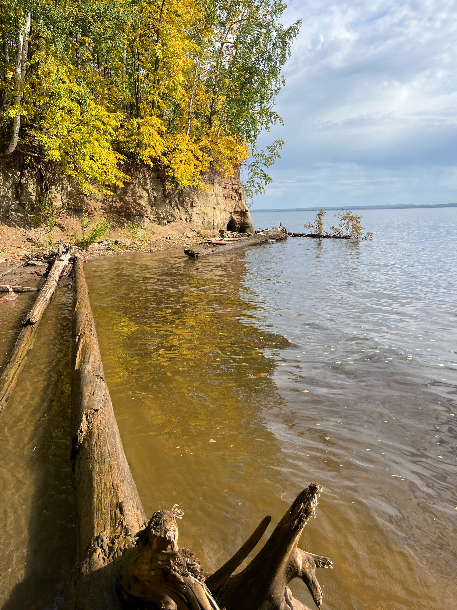 The image depicts a scenic view of a body of water, likely a river or lake, with a steep, sandy bank lined with trees exhibiting autumn foliage. The trees on the bank are vibrant with yellow and green leaves, contrasting with the earth tones of the bank itself. Several logs and driftwood are visible, both on the bank and partially submerged in the water, with one prominent log in the foreground extending diagonally into the frame. The water is a murky brown, reflecting the colors of the surrounding trees. The sky is partly cloudy, with diffused sunlight suggesting a cool, overcast day. In the distance, the water stretches towards the horizon, meeting a pale sky. The scene appears to be located along the Kama River embankment in Chaikovsky, Russia, characterized by its natural beauty and the presence of numerous fallen trees along its shores.