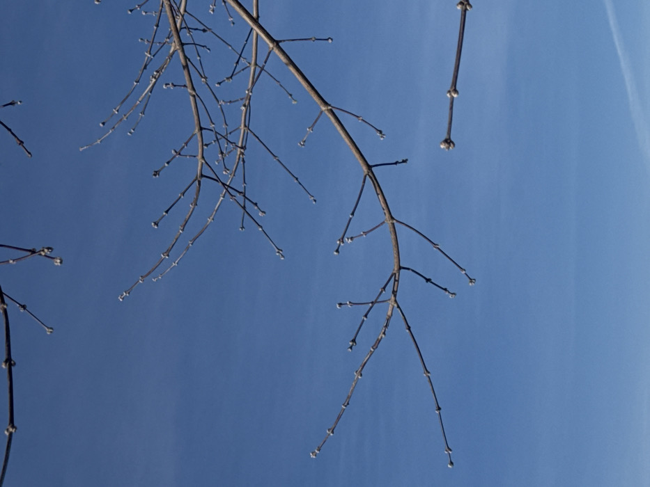 The image displays a clear, bright blue sky, largely devoid of clouds, serving as the background. Several bare tree branches, appearing brown or dark gray, extend into the frame from various directions. These branches are devoid of leaves, but numerous small, round, light-colored buds are visible along their length, particularly at the tips of smaller twigs. A prominent branch extends diagonally from the upper right towards the lower-center, with smaller offshoots. Another branch system enters from the upper left. A separate, shorter branch section is visible near the bottom right. No human figures, animals, or man-made structures are present. The scene depicts a natural environment, likely during late winter or early spring, and is located in Ям, Russia.