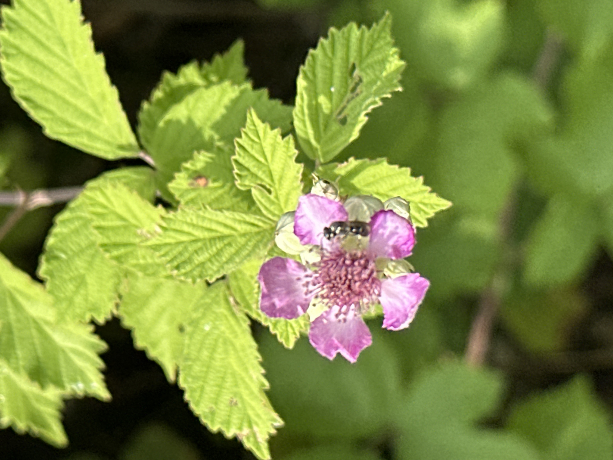 An outdoor, close-up shot features a vibrant pink raspberry blossom with a small black insect resting on its petals. The blossom is surrounded by bright green, serrated leaves, some of which show signs of damage. The background consists of a blurred, verdant landscape, suggesting a natural setting. The image quality is slightly grainy, but the details of the flower and insect are discernible. The scene appears to be a snapshot of nature, possibly taken in a park or garden in Sochi, Russia, a city known for its rich biodiversity and lush vegetation.