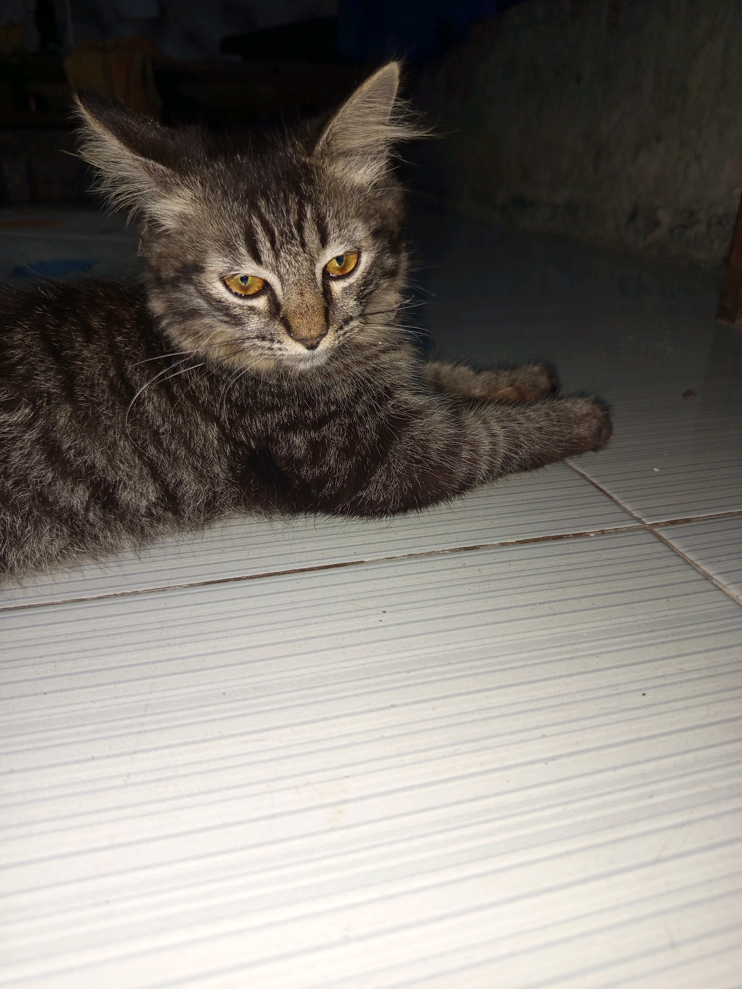 An eye-level, medium shot captures a tabby cat lying on a tiled floor. The cat is facing left, with its head turned towards the viewer. Its fur is a mix of gray and black stripes, and its eyes are a bright yellow. The tiled floor is white with gray grout lines, and appears to be indoors. The background is dark and out of focus, suggesting a dimly lit environment. The scene is devoid of human presence or any specific landmarks to indicate the location within Salebu, Indonesia.
