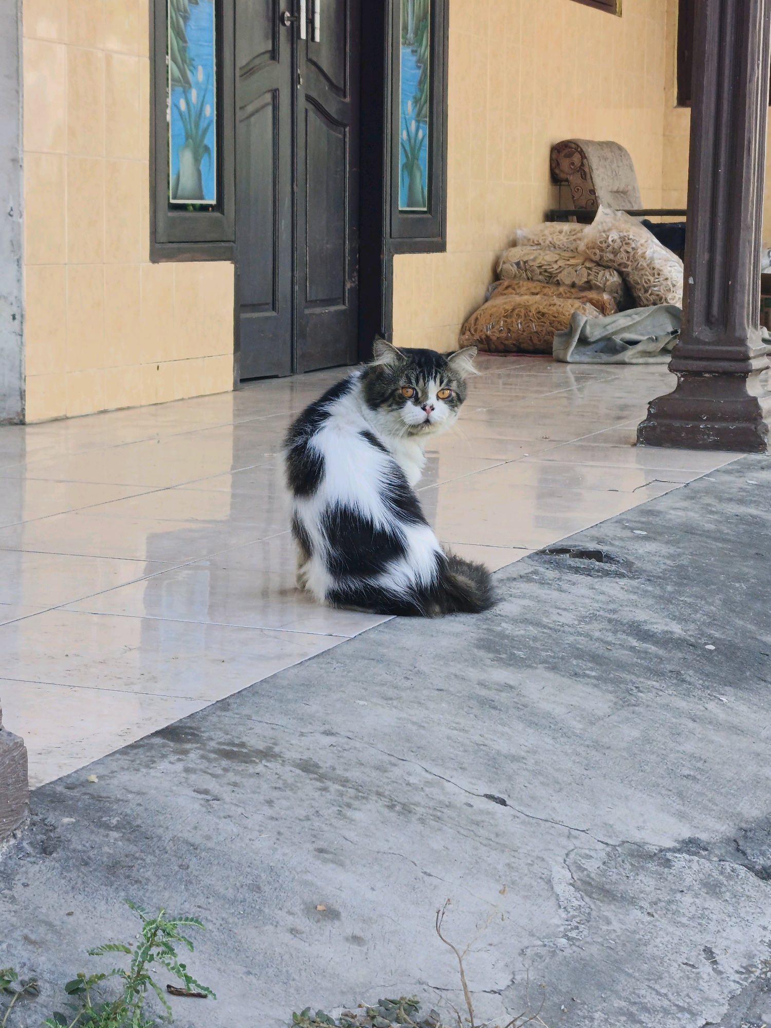 A long-haired cat with black and white markings sits on a tiled patio in front of a building. The cat is facing away from the camera, looking over its left shoulder with amber eyes. Behind the cat, a dark wooden door with a window featuring a blue stained-glass design is visible. To the right of the door, several large plastic bags filled with light-colored snacks are stacked against a yellow-tiled wall. A dark brown cylindrical pillar stands to the right of the bags. The patio is tiled with light-colored square tiles that reflect light. The ground in front of the patio is concrete, with some cracks and a small plant growing at the bottom left. The overall scene suggests an outdoor residential setting in Ketegan, Indonesia.