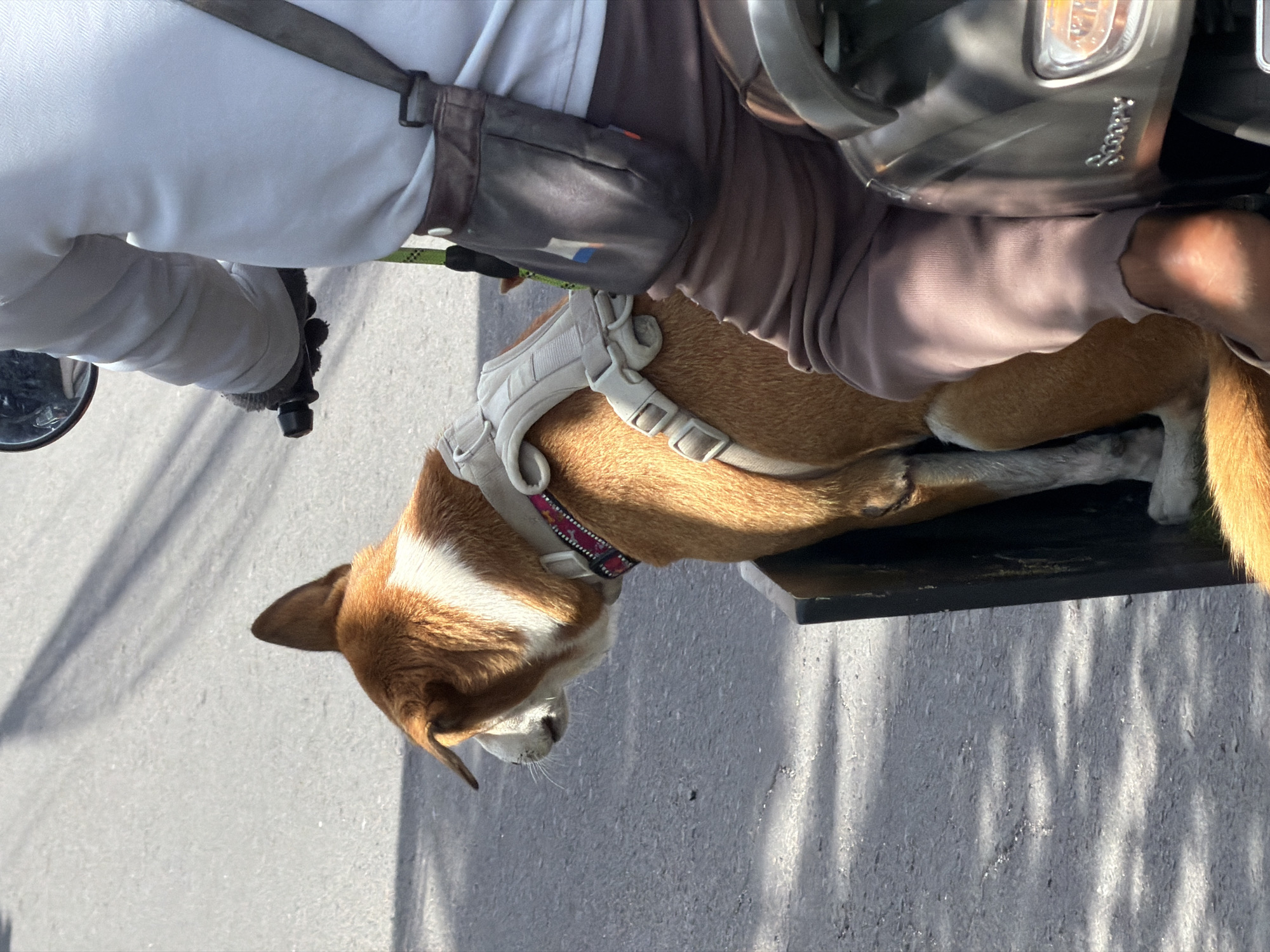 A medium shot shows a brown and white dog sitting in a black container on the back of a scooter. The dog is wearing a white harness and a pink and black patterned collar, and is looking to the left of the frame. A person, wearing a white long-sleeved shirt and brown pants, is riding the scooter. The person's right hand is on the scooter's handlebar, and a black pouch is hanging from their shoulder. The scooter is on a paved road with shadows cast from overhead. The image appears to be taken outdoors in a city environment, possibly during the daytime, given the presence of shadows and bright lighting.