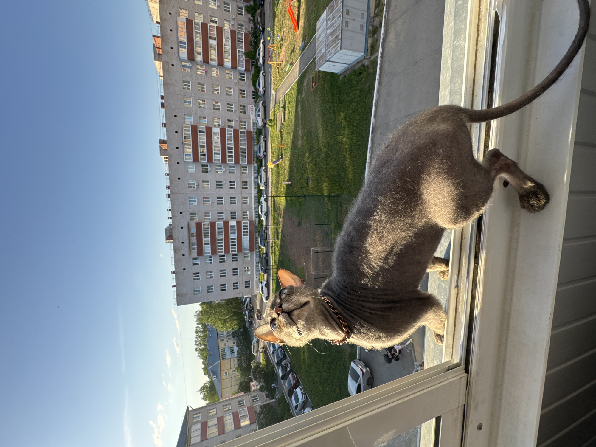 A cat wearing a collar is seen in a window in Zav'yalovo, Russia. The cat is looking upwards. Outside of the window, apartment buildings, cars, greenery, and playground equipment are visible. The sky is mostly clear.