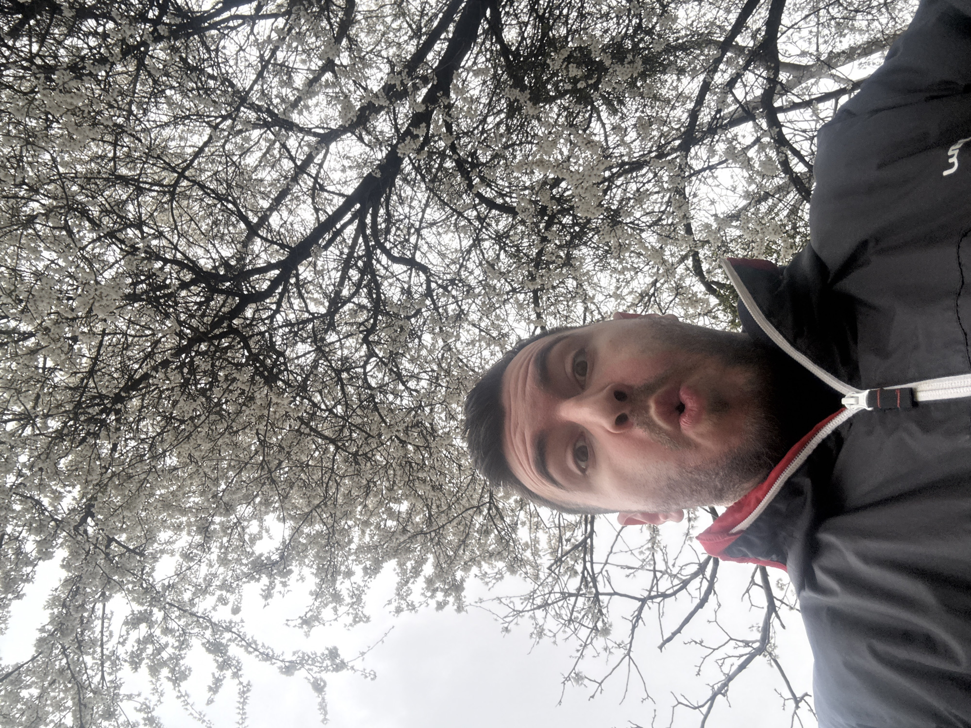 A man with a beard and dark jacket is looking up at a blooming tree. The tree has white blossoms on its branches. The sky is overcast. The exact location in Sofia, Bulgaria cannot be determined from the image alone.