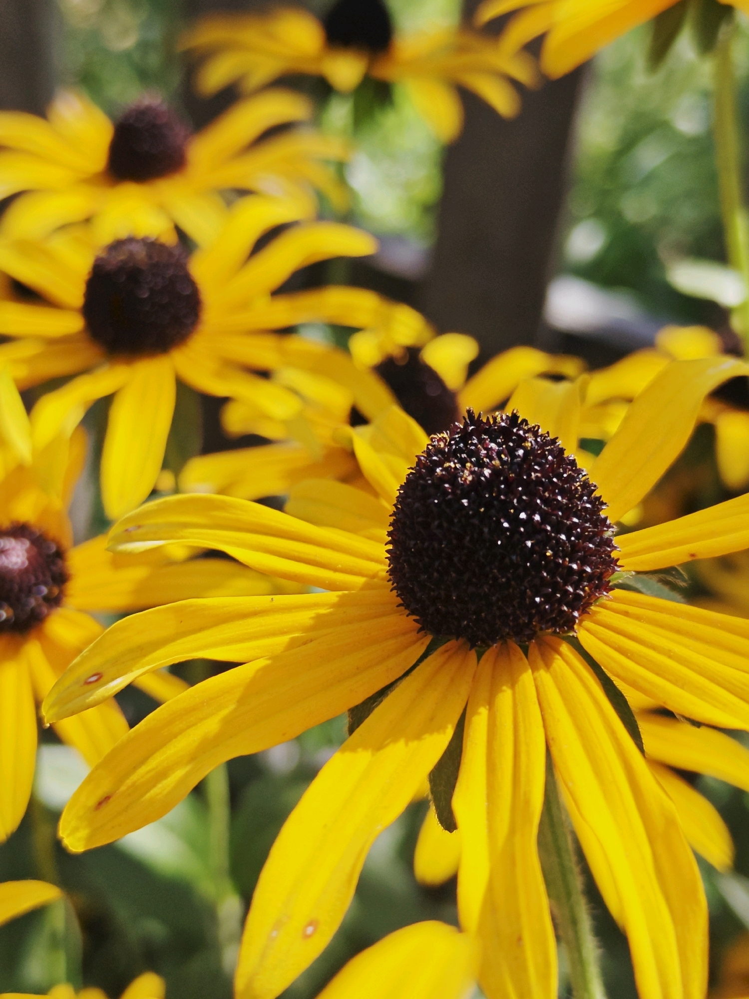The image is a close-up, eye-level shot of several black-eyed Susan flowers in bloom. The flowers are bright yellow with dark brown centers, and their petals are elongated and pointed. The focus is sharp on the central flower and some of its surrounding petals, while other flowers and the background are softly blurred, creating a bokeh effect. The background consists of green foliage and hints of darker, out-of-focus elements, likely other plants or tree trunks. The lighting suggests it is daytime, with sunlight illuminating the petals. The flowers appear to be growing in a natural setting, possibly a garden or a field.