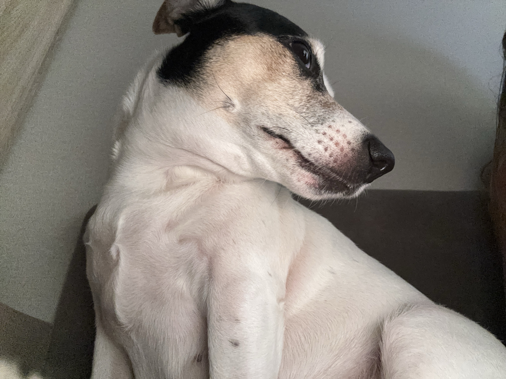 A close-up, side-view medium shot captures a small white dog with black and tan markings, lying down on what appears to be a sofa or cushion in a dimly lit indoor setting. The dog's head is turned to its right, with its eyes looking away from the camera. Its muzzle is speckled with small red spots. The background is largely out of focus, appearing as a textured, neutral surface that suggests an interior wall or furniture. There are no other visible subjects or objects in the frame, and no discernible activity is taking place. The lighting is soft and diffused, casting subtle shadows. The image's context within Sinyavino, Russia, cannot be determined from the visual information provided.