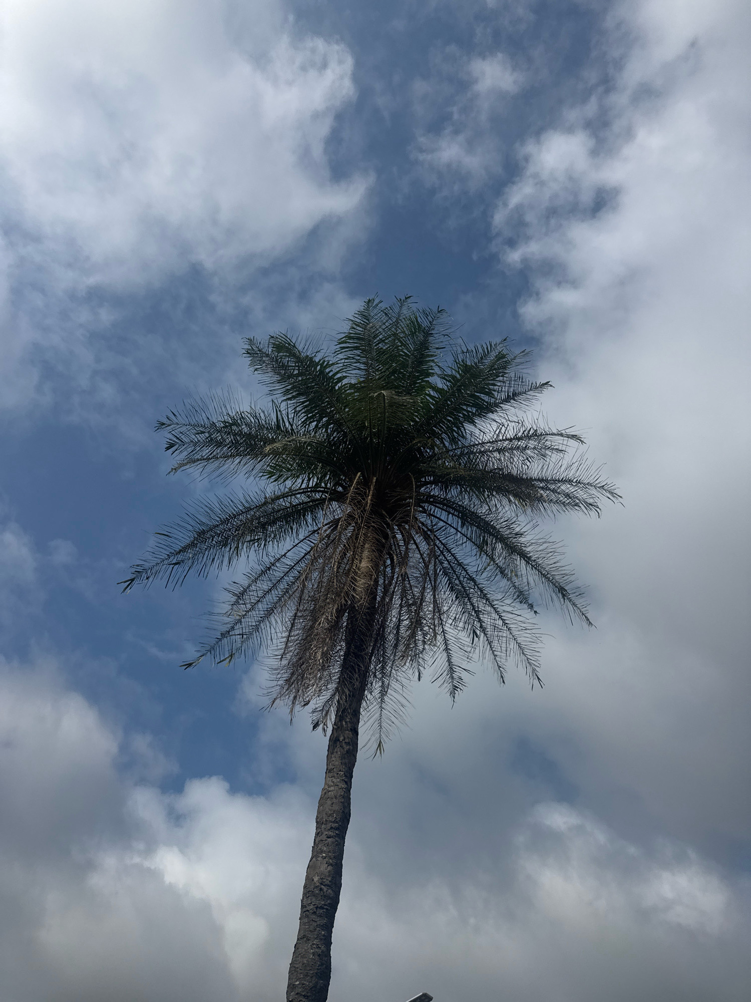 The image shows a close-up, low-angle shot of a tall palm tree set against a partly cloudy sky. The palm tree is centered in the frame, with its rough, textured trunk extending upwards and its fronds fanning out towards the top. The leaves are a mix of green and brown, suggesting some are mature and others are dry or dying. The sky is a blend of clear blue patches and white, fluffy clouds, with some areas appearing overcast. The overall lighting suggests it is daytime, possibly late morning or afternoon. The scene depicts a natural element within an outdoor environment, common in areas like Ihiagwa, Nigeria. No people or specific man-made structures, other than what might be implied by the presence of a tree in a populated area, are visible.