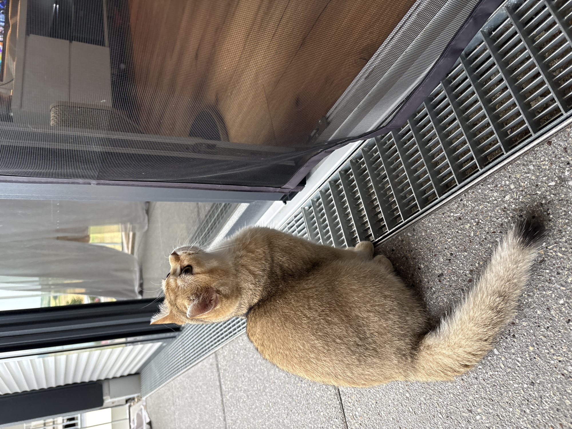 A ginger-colored cat is sitting on a grey concrete patio in front of a large sliding glass door. The cat is facing away from the camera and looking upwards towards the right side of the image. The glass door has a black mesh screen attached to it, and through the screen, a wooden floor and furniture can be seen inside. The patio has a metal grate drain running along the edge of the door. In the background, through the glass, there are white curtains and a view of a green landscape with some buildings. The location is identified as Bönnigheim, Germany.