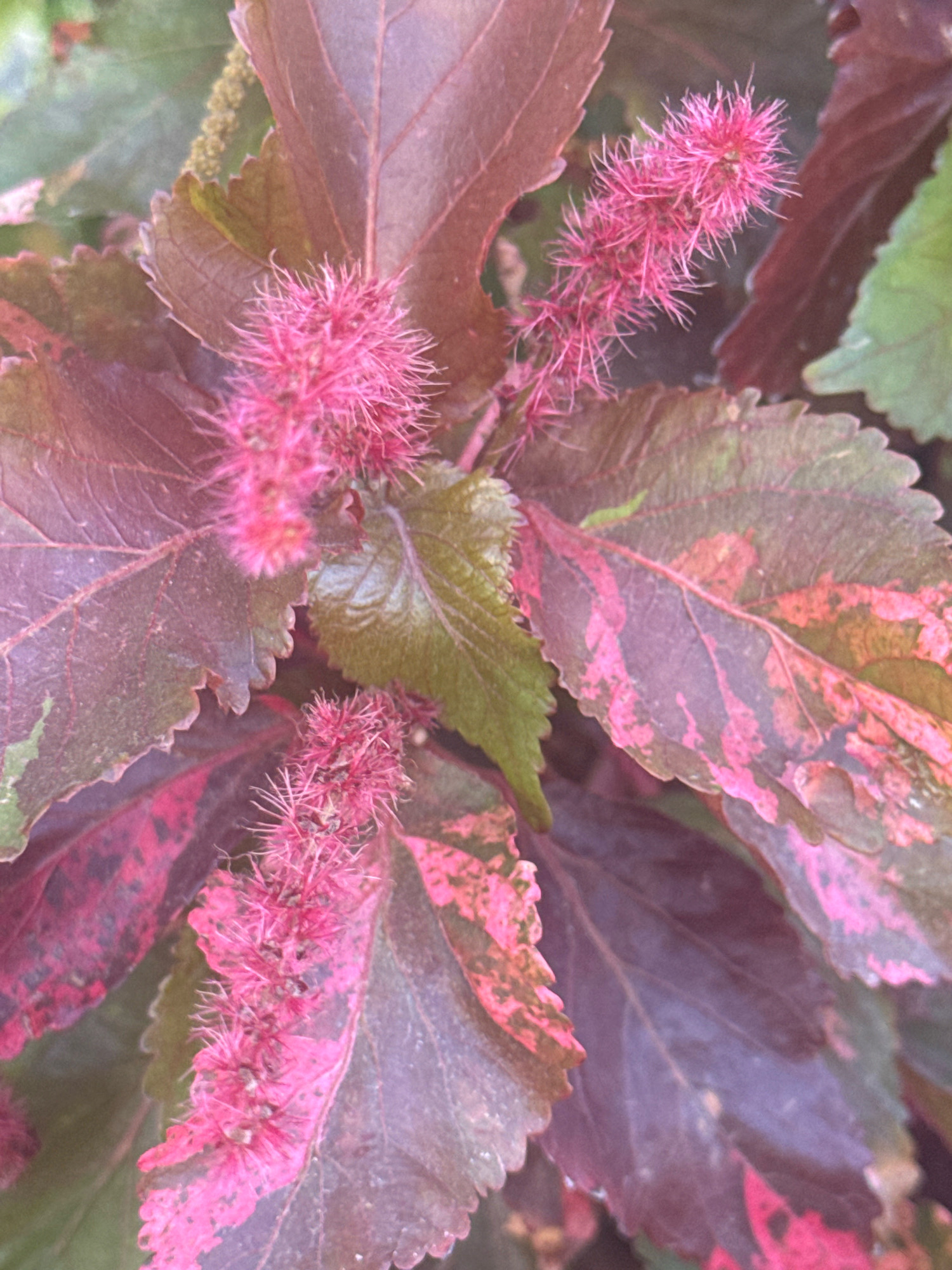 The image shows a close-up of a plant with striking foliage and inflorescences. The leaves are broad with serrated edges, exhibiting a gradient of colors from deep burgundy and purple to vibrant pink and patches of green. The texture of the leaves appears somewhat rough. Prominently featured are several spike-like flower clusters that are bright pink and appear fuzzy or bristly, composed of numerous small, filamentous structures. These flower spikes are positioned amongst the leaves. The background is softly blurred, suggesting a shallow depth of field, and is composed of more foliage and possibly the general environment of a garden or outdoor setting. There are no people or animals visible in the image. The lighting suggests it is daytime. Without further context or landmarks, it is impossible to determine the specific location within Limassol, Cyprus.