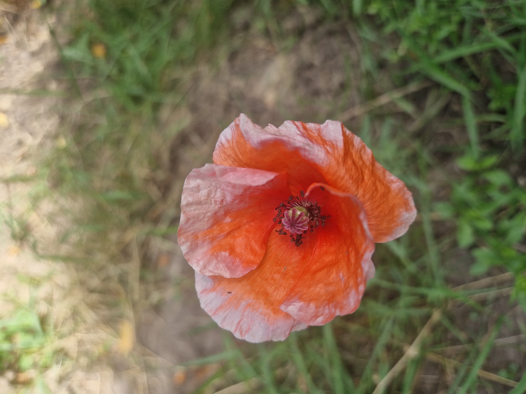 A close-up, top-down view of a single red and white poppy flower is captured in this image, situated amidst blurred green grass and dry vegetation. The poppy, with its delicate, crinkled petals transitioning from deep orange-red at the center to white at the edges, is the clear focal point. The flower's stamen are visible in the center, displaying a dark, intricate pattern. The background is a soft blur of green hues from grass and lighter, dry grasses or earth, suggesting an outdoor setting. The location is identified as Kalynove, Ukraine. There are no people or animals visible in the frame. The lighting appears natural, casting soft shadows and highlighting the texture of the poppy petals.