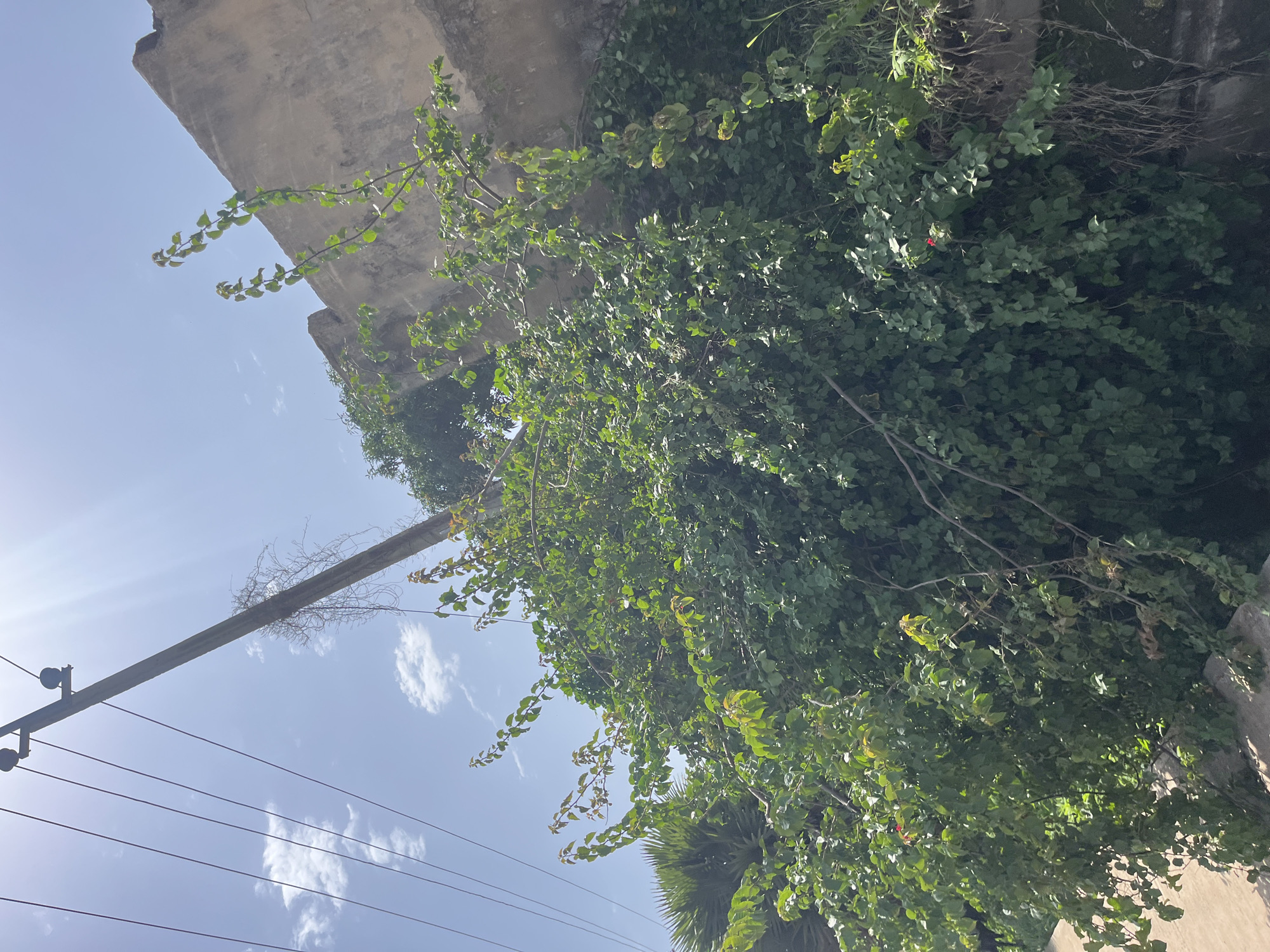 In Bukuru, Nigeria, a thick canopy of green foliage, likely bougainvillea, dominates the foreground, cascading over a concrete structure. Interspersed within the greenery are a few small red blossoms. A concrete utility pole, weathered and supporting several dark power lines, is positioned to the left of the vegetation. Dry, vine-like tendrils cling to the pole. The background reveals a portion of a rough, pale concrete building. The sky above is a bright blue, with scattered white clouds and strong sunlight casting a bright glare. A palm frond is visible in the far left background.