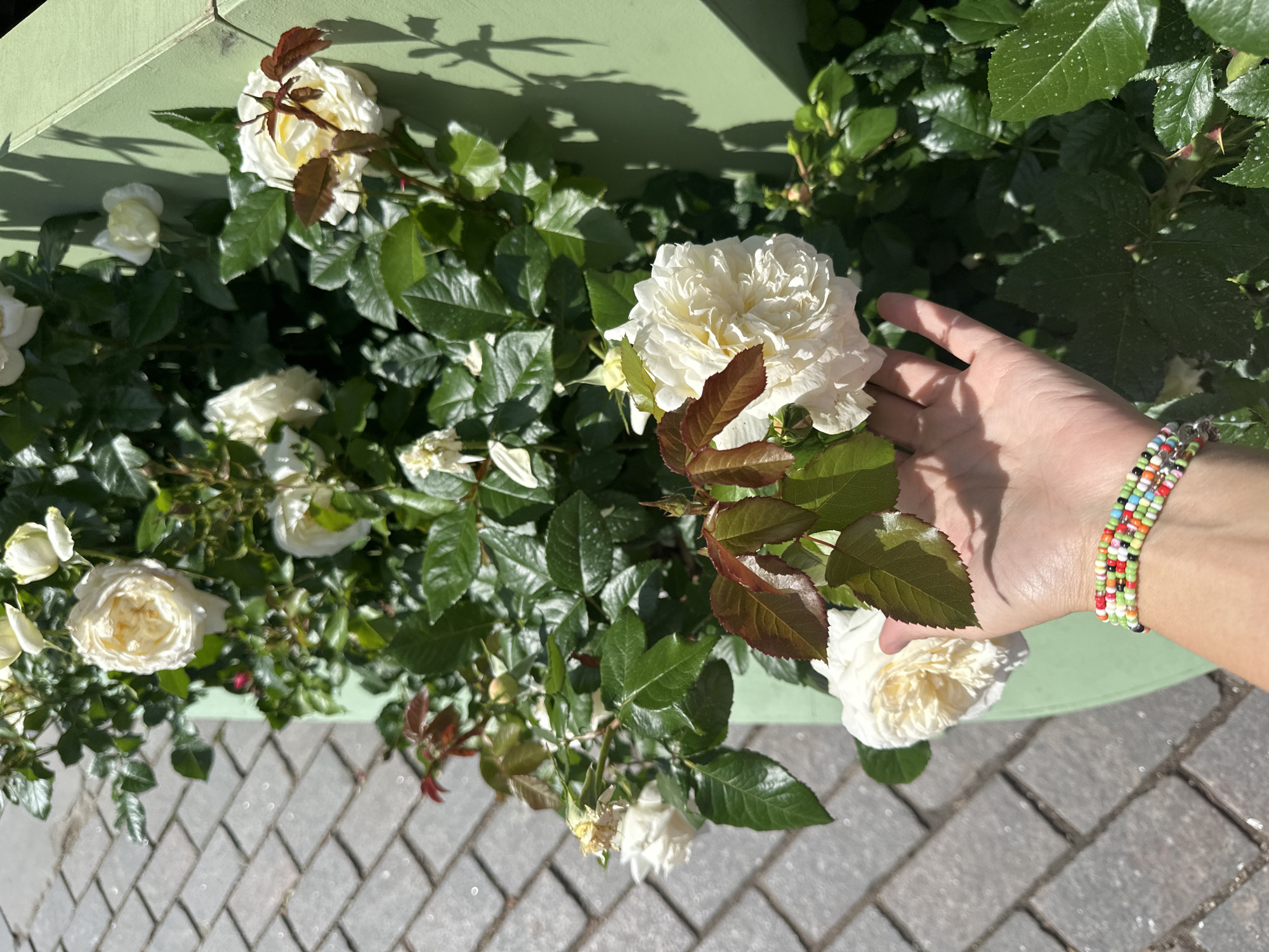 The image shows a close-up of a person's hand with a beaded bracelet on their wrist, reaching towards white roses. The background consists of green foliage, a light green planter box, and a grey cobblestone walkway. The lighting suggests it is daytime with strong sunlight casting shadows. There are no specific Moscow landmarks or indicators visible.