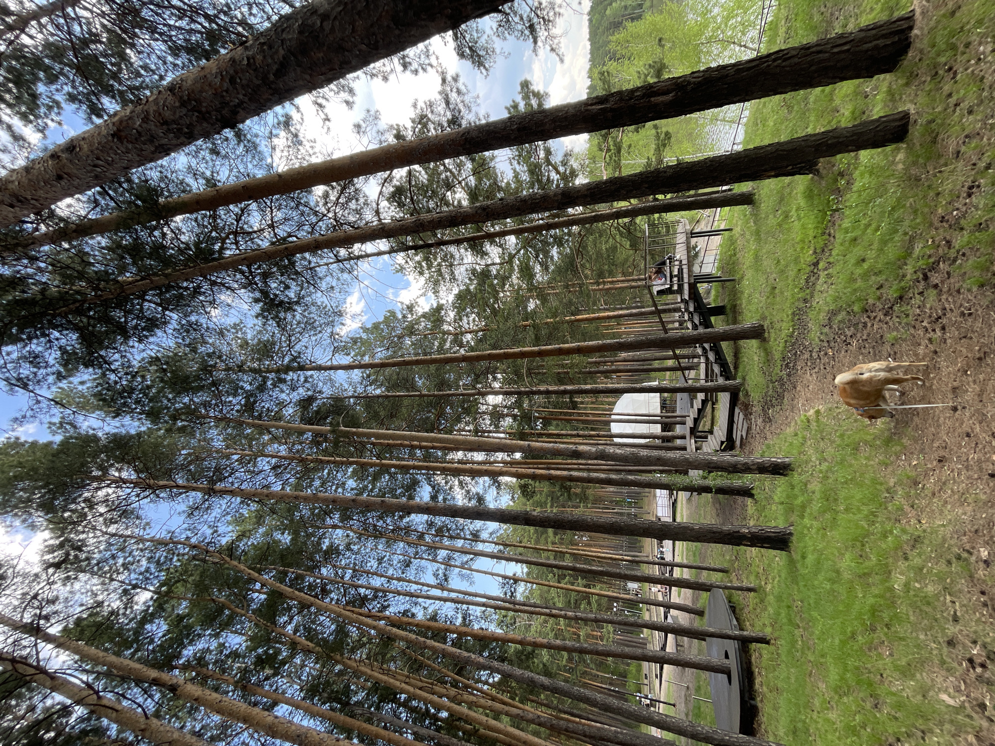 A medium-angle, ground-level shot displays a pine forest, notably angled clockwise relative to the horizon. The location is identified as the Siberian city of Zheleznogorsk, Russia.
The trees, with slender trunks and green foliage, create a strong vertical rhythm that contrasts with the tilted perspective of the camera. The sky is visible through the gaps in the trees.
On the right side of the frame, there's a grassy area, and a small dog on a leash is moving.
In the background, a wooden structure, possibly a walkway or elevated path, can be seen. Further back, a white dome-like structure is present. The environment suggests a recreational area within the forest.
The scene captures a natural setting with elements of human intervention.