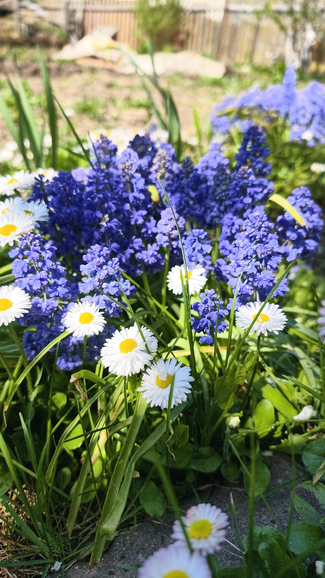 The image shows a close-up view of a flowerbed in Prikamskii, Russia. White daisies with yellow centers and purple grape hyacinth flowers are densely packed together among green grass and foliage. A blurred wooden fence is visible in the background. The scene is illuminated by bright sunlight.