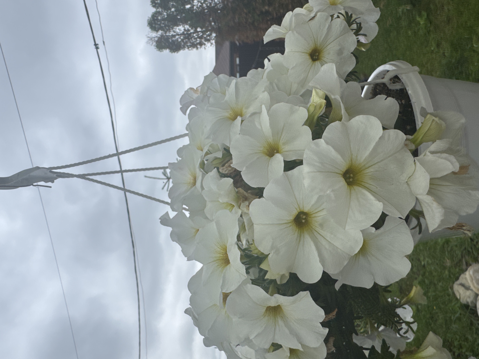 The image shows a close-up of a white petunia plant in a white hanging pot, against a cloudy sky. The plant is full of white flowers with yellow centers, some of which are in bloom and others are buds. In the background, there are trees and a house, and power lines are visible overhead. The setting appears to be an outdoor space, possibly a garden or yard. There is no indication of the city of Engels, Russia, or any people in the image.