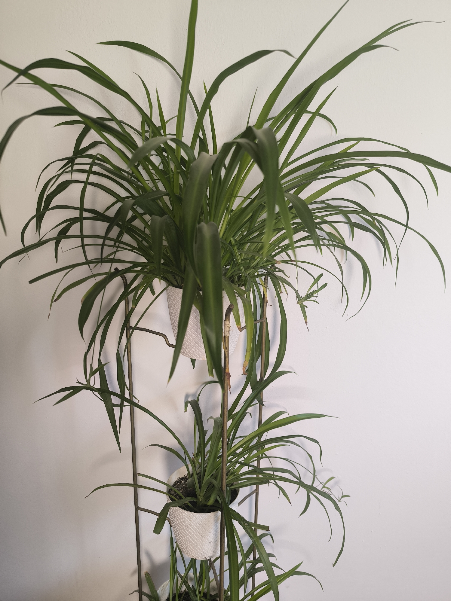 This is a close-up, eye-level, full shot of a two-tiered spider plant stand against a white wall. The top tier of the stand holds a larger spider plant in a white pot, with its long, arching green leaves dominating the upper portion of the image. The lower tier holds a smaller spider plant, also in a white pot, with its leaves extending outwards. The metal stand is a dark color, with vertical poles and horizontal supports for the pots. The white wall behind the plants is textured. The scene is indoors, with no indication of the specific location within Laskino, Russia.
