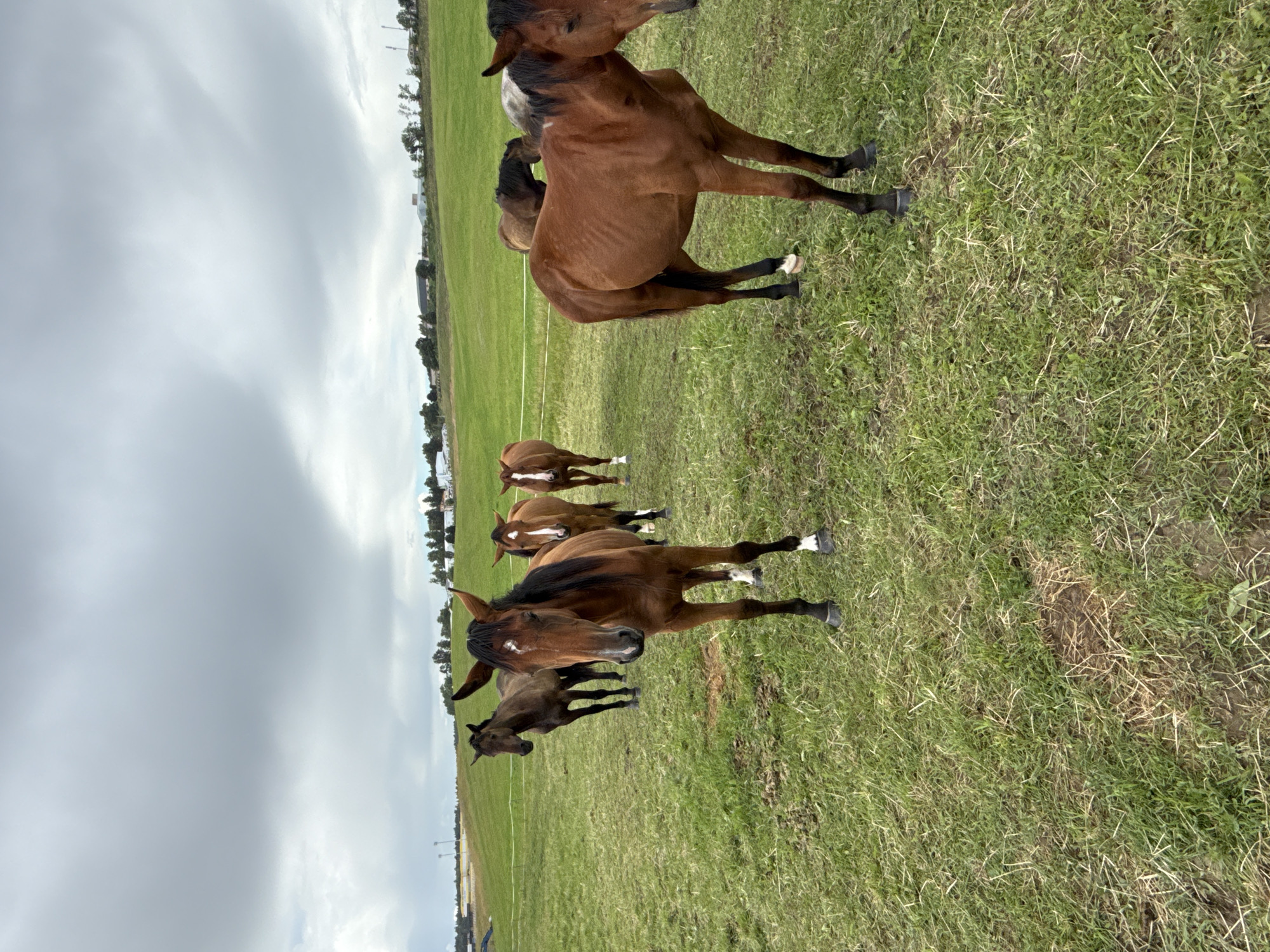Six horses are standing in a grassy field under a cloudy sky. The horses are of various brown and black shades. One horse in the foreground, facing right, has a reddish-brown coat with a white blaze on its forehead and white markings on its legs. To its left and further back, another horse with a darker brown coat and a white blaze is facing forward. To the right of the foreground horse, another horse with a reddish-brown coat and white markings on its legs is visible. Behind these, two more horses, one a darker brown and the other a lighter brown, are present. In the distance, the landscape includes green fields, trees, and some buildings. The location is identified as Galinė, Lithuania.