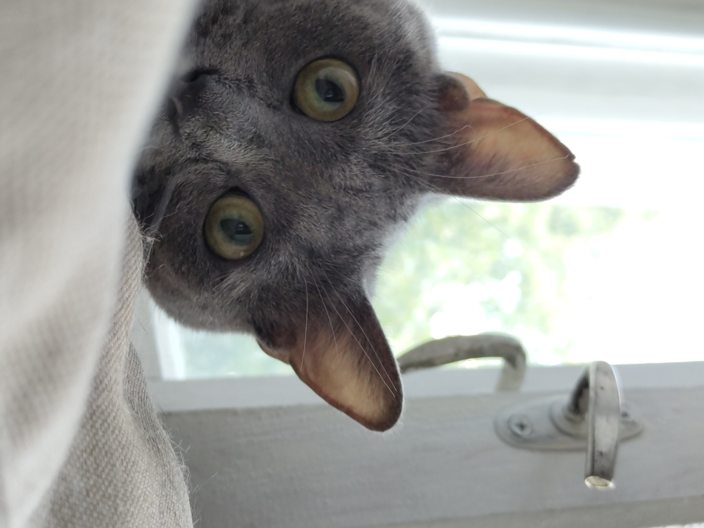 An extreme close-up shot focuses on the face of a grey cat with large, round, green eyes. The cat's head is tilted, and it appears to be peeking over the edge of a light-colored, textured surface, possibly a blanket or cushion. The background is blurred, showing a window with natural light filtering through and a window latch. The image is taken indoors, with no specific city or location details available.