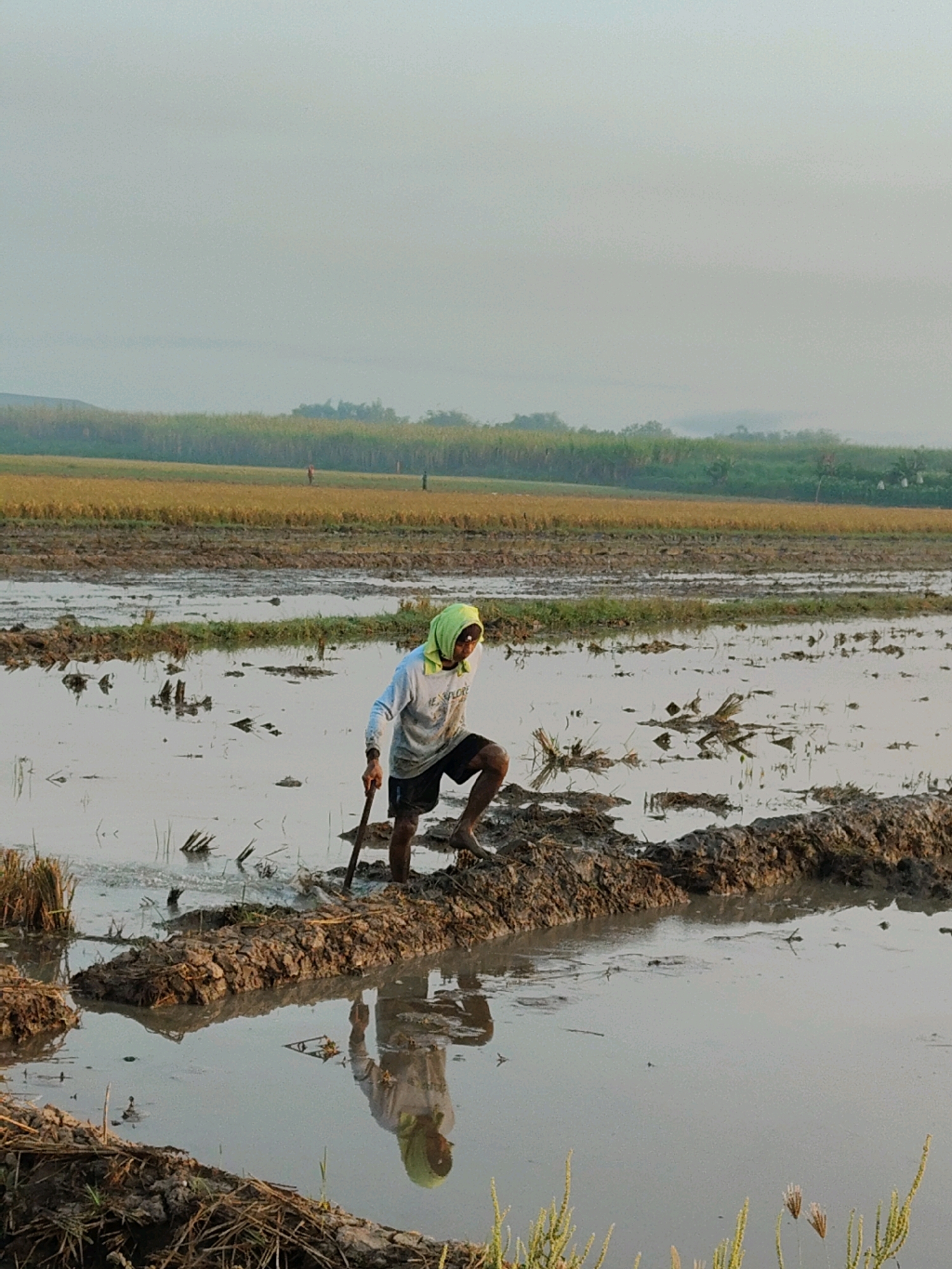 In Sumengko, Indonesia, a farmer, clad in a light-colored long-sleeved shirt, dark shorts, and a green head covering, works in a flooded rice paddy. The farmer is positioned centrally, mid-stride, with a dark-colored pole tool in hand, appearing to be tilling the muddy ground. The water in the paddy reflects the sky and the farmer, creating a blurred image below the surface. The background features a vast expanse of cultivated fields, some appearing golden and others green, with a hazy, light-colored sky overhead, indicating either early morning or late afternoon light. The overall environment is rural and agricultural, characterized by waterlogged soil and distant vegetation.