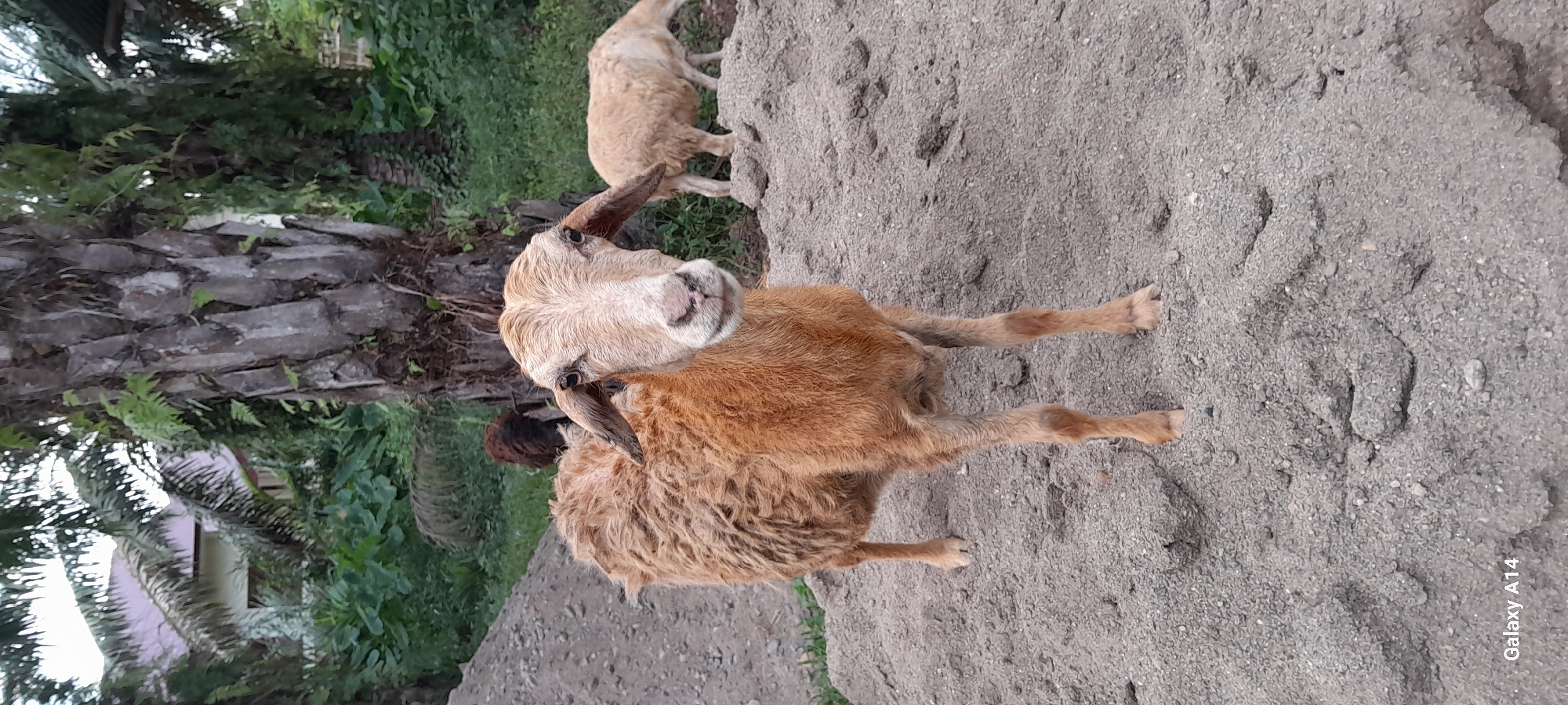 A medium shot shows a light brown sheep standing on a pile of sand, facing forward and looking at the camera. The sheep has a fluffy coat, long ears, and light-colored eyes. In the background, another light brown sheep is grazing on a mound of sand. Behind them, a large palm tree trunk is visible, with lush green foliage and a building with a pink roof peeking through on the left. The scene appears to be in an outdoor setting, likely in a rural or semi-rural area, potentially a village or farm in Tanjong, Indonesia, given the presence of palm trees and the building style. The lighting suggests it might be late afternoon or early morning.
