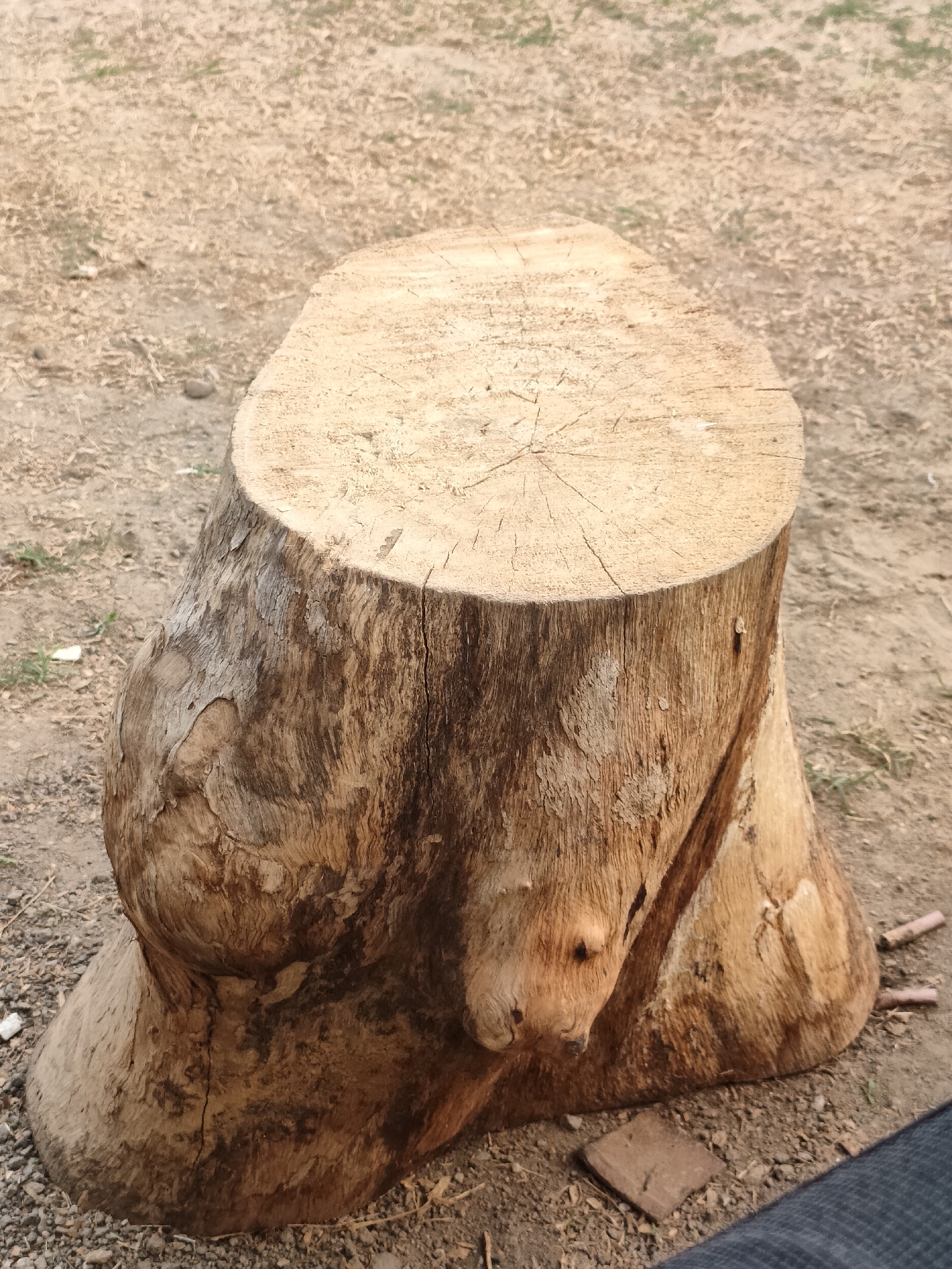 A close-up, eye-level shot shows a thick, light-brown tree stump serving as a rustic stool or table. The stump has a circular, flat top with visible growth rings and a rough, weathered texture. The sides are irregular, with dark, textured bark and bulbous protrusions, suggesting the base of a large tree. The stump rests on dry, sandy ground with scattered small stones and dried grass. In the background, the ground continues with a similar texture. A few small, reddish cylindrical objects, possibly pieces of wood or building material, are scattered on the ground to the right of the stump. A small, square, dark tile or brick is also visible near the base of the stump on the right. The bottom right corner of the image shows a portion of dark grey fabric, likely trousers, indicating a person is present but not fully visible. The scene appears to be outdoors, possibly in a yard or park area in Banguntapan, Indonesia, given the dry, earth-toned environment.