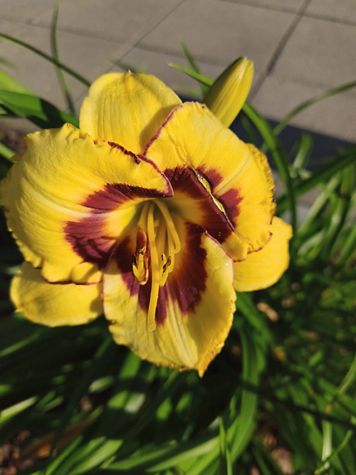 The image shows a close-up of a yellow daylily with a deep burgundy throat. The flower is in bloom and its petals are slightly curled. The background is blurred, but appears to be an outdoor setting with green foliage and a paved surface. There are no people or animals visible in the image. The lighting suggests it is daytime, possibly late afternoon due to the warm tones. The scene is likely a garden or park. There is no specific information that places this scene within the city of Tallinn, Estonia.