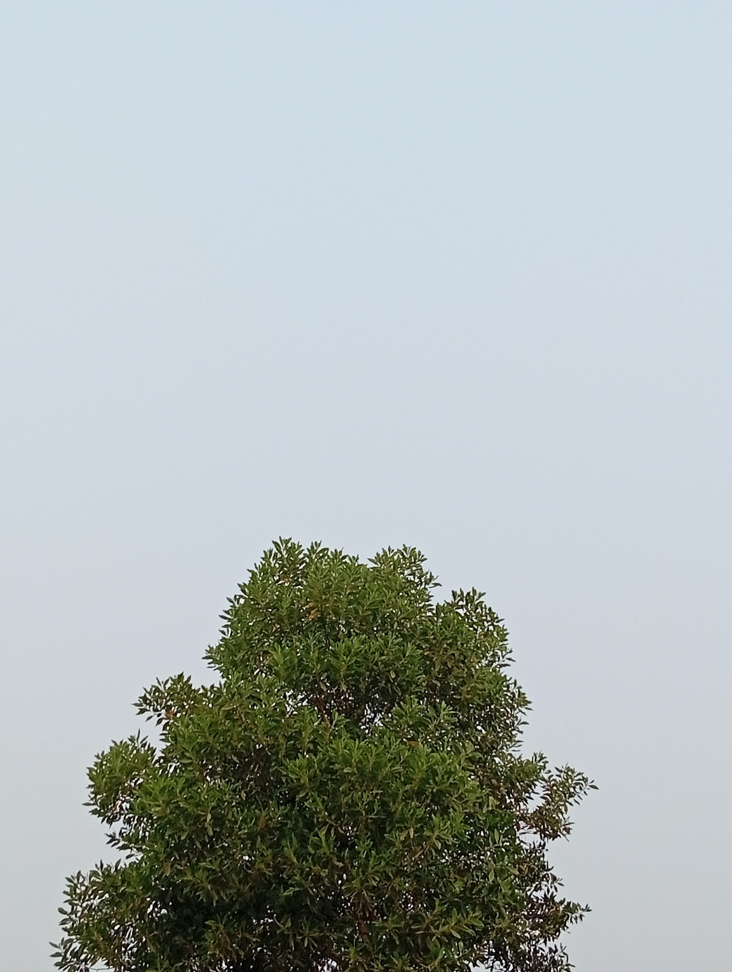 The image shows the top portion of a tree with dense green foliage set against a pale, overcast sky. The tree's canopy fills the bottom third of the frame, with its leaves appearing rich and full. The sky is a uniform light grey, suggesting a cloudy or hazy day. There are no other discernible objects or subjects in the frame, and the scene appears to be outdoors, likely in a natural or park-like setting. The location is specified as Kualu, Indonesia.
