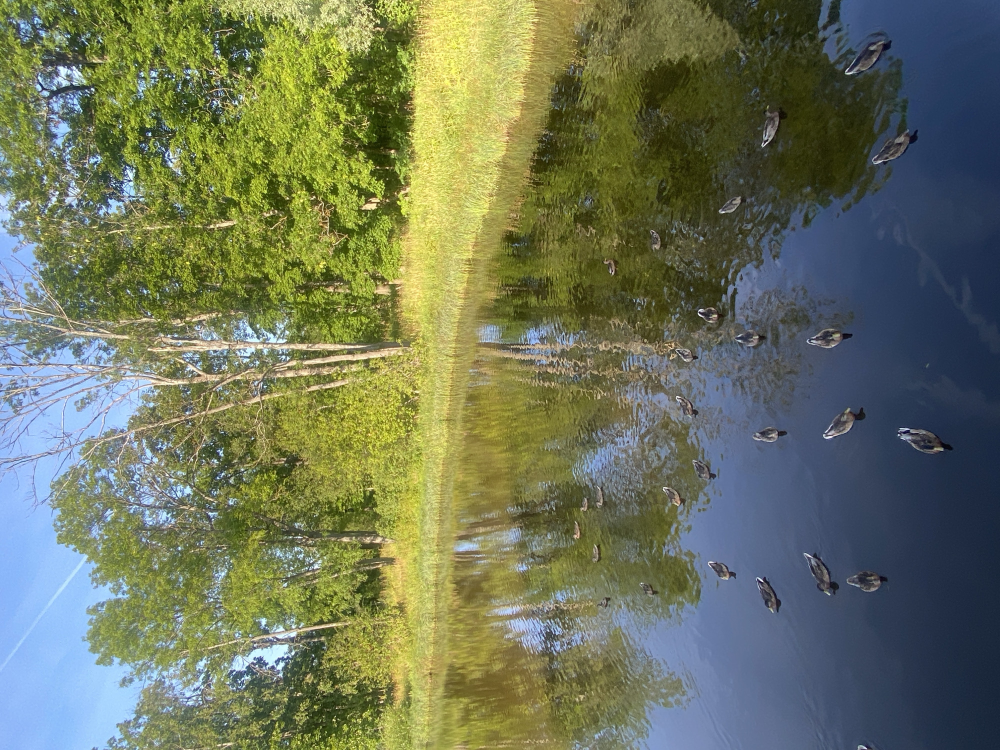 The image depicts a body of water, likely a pond or lake, with several ducks swimming on its surface. The water is calm and reflects the surrounding trees and sky. The shoreline is lined with lush green grass and trees, indicating a natural or park-like setting. The sky is blue with a faint contrail from an aircraft. The scene appears to be outdoors in a tranquil environment, possibly during daylight hours. The overall impression is one of natural beauty and serenity. The question asks about a specific location in Pushkin, Russia, but there are no explicit visual cues in the image to confirm or deny this location. Therefore, based solely on the visual information provided, it is not possible to definitively state the image is from Pushkin, Russia.