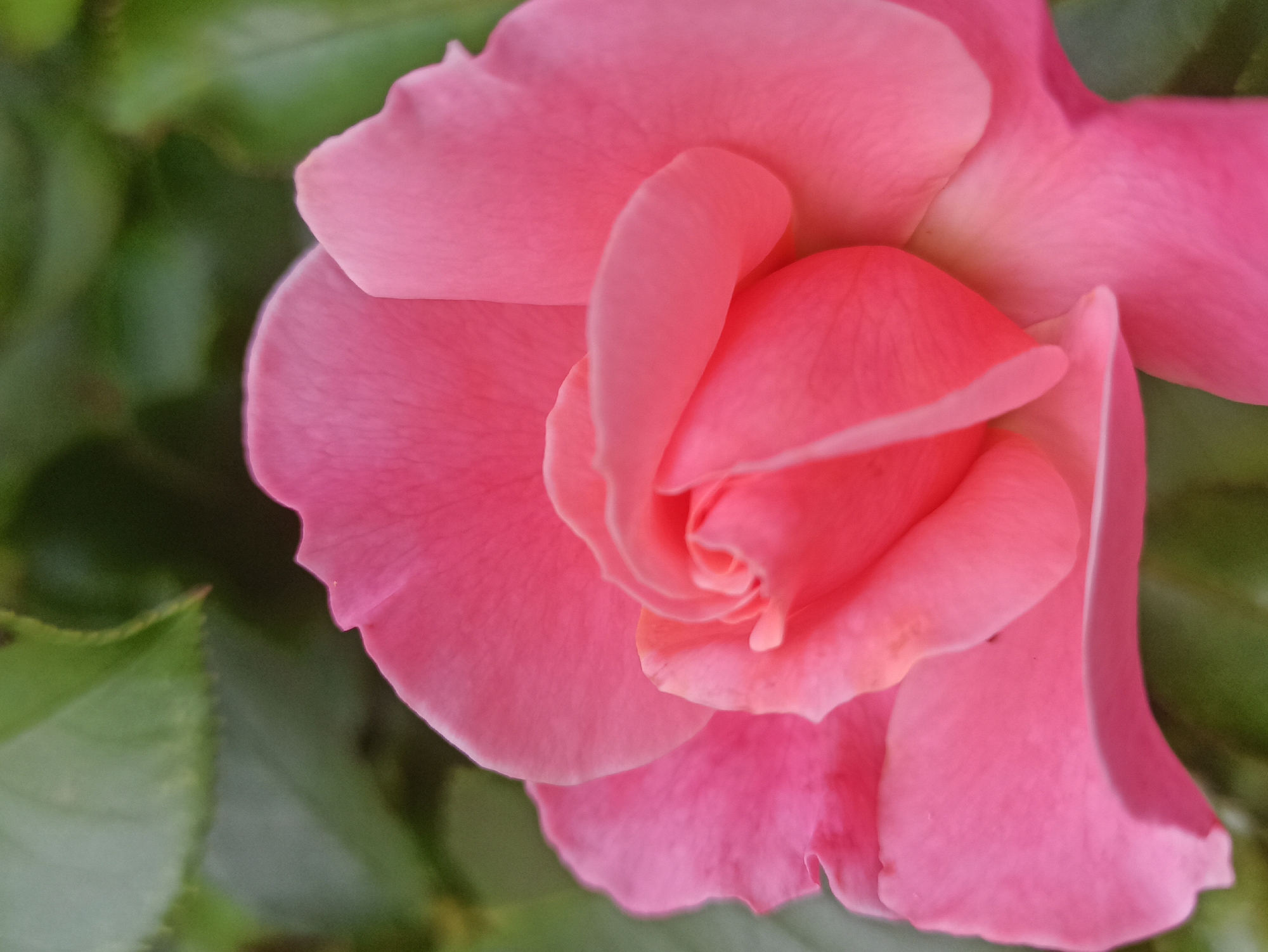 A close-up, shallow depth-of-field photograph focuses on the vibrant pink petals of a rose in bloom. The petals are layered and curved, with a soft, velvety texture. The center of the rose is tightly furled, revealing a spiral of developing petals. The background is a blur of green leaves, suggesting an outdoor setting. The lighting is soft and diffused, highlighting the delicate contours of the flower. There are no people or discernible actions in the scene.