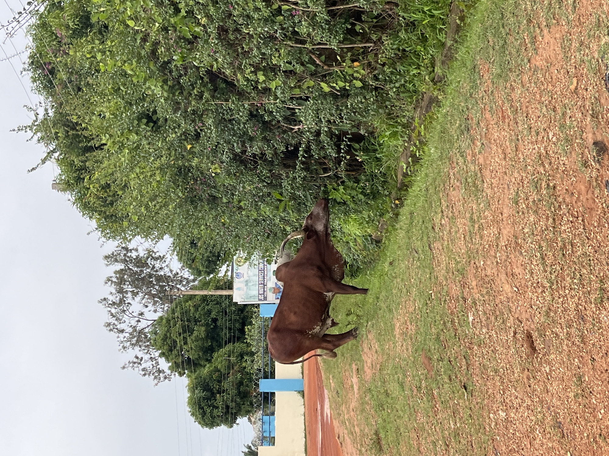 The image captures a cow grazing on lush green grass next to a dense bush in Bukuru, Nigeria. The cow is brown with white markings and has prominent horns. In the background, a light blue and white building is visible, with a sign that reads "JOS WATER SERVICES CONC... YELWA TREATMENT P...". Power lines crisscross the overcast sky, and several trees with green foliage dot the landscape. The ground is a mix of reddish-brown soil and green grass. The scene appears to be in an outdoor, possibly semi-rural, area of the city.