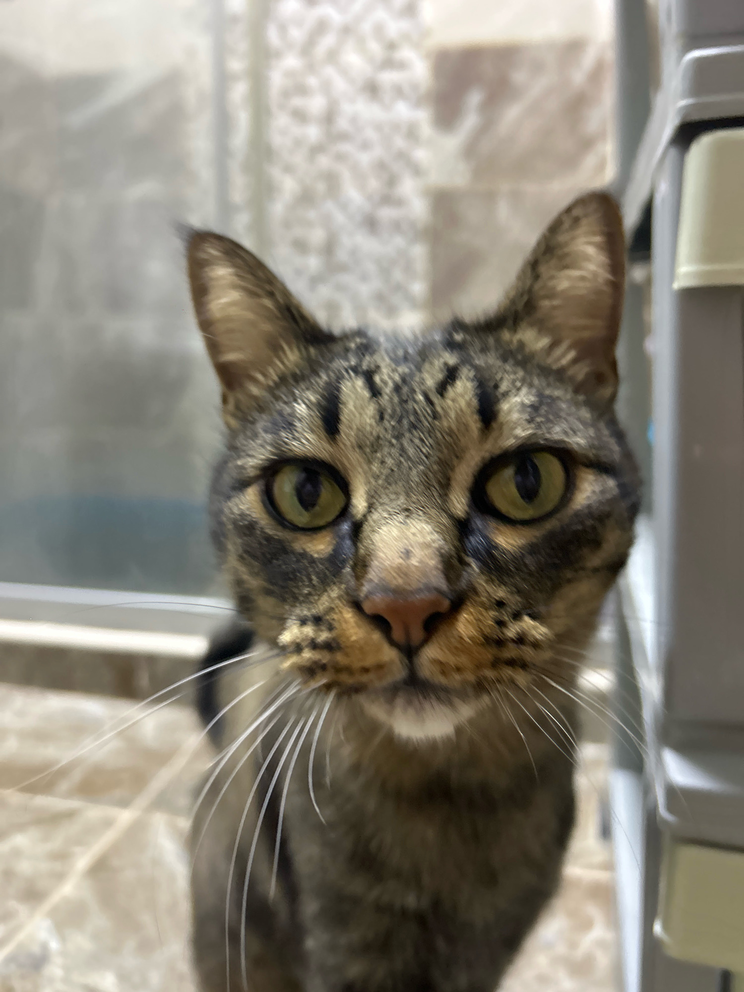 A close-up, eye-level, portrait-oriented shot focuses on the face of a tabby cat. The cat's fur displays a pattern of brown, black, and tan. Its eyes are a striking green with dark pupils. Long, white whiskers fan out from its muzzle. The background is out of focus, showing a tiled floor and a blurred, light-colored wall with a textured pattern. To the right of the cat, a portion of a grey storage unit with drawers is visible. The image appears to be taken indoors. There is no indication of the city of Khyrdalan, Azerbaijan, or any human presence in the scene.