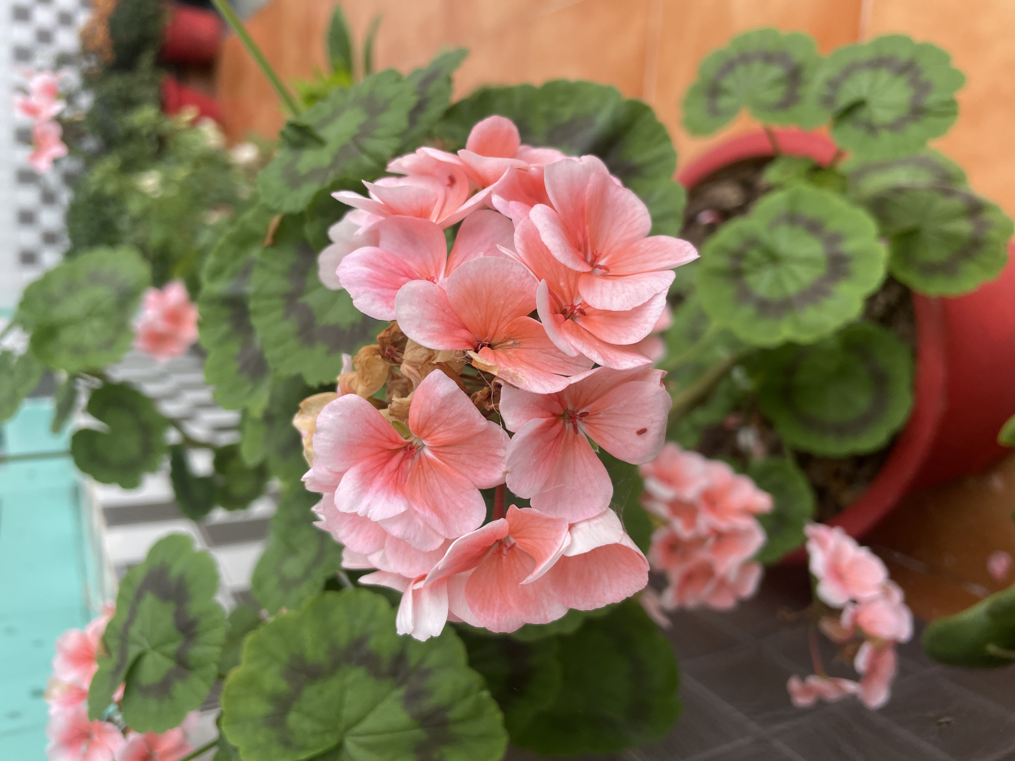 A close-up shot focuses on a cluster of delicate pink geranium flowers with pale white edges, their petals slightly ruffled and overlapping. The flowers are arranged in a loose umbel atop vibrant green leaves, each marked with a distinctive dark, horseshoe-shaped pattern. The leaves are broad with serrated edges. The plant is housed in a bright red pot, partially visible in the foreground. In the background, other potted plants with pink flowers and green foliage are slightly blurred, along with a tiled wall and a turquoise door. The overall setting appears to be an outdoor area, possibly a balcony or patio, with an orange-tiled surface in the lower right corner. The image is sharpest on the central flower cluster, with the background softly out of focus. No people are visible in the image. The context of Bhagsu, India is not visually discernible from the image content.