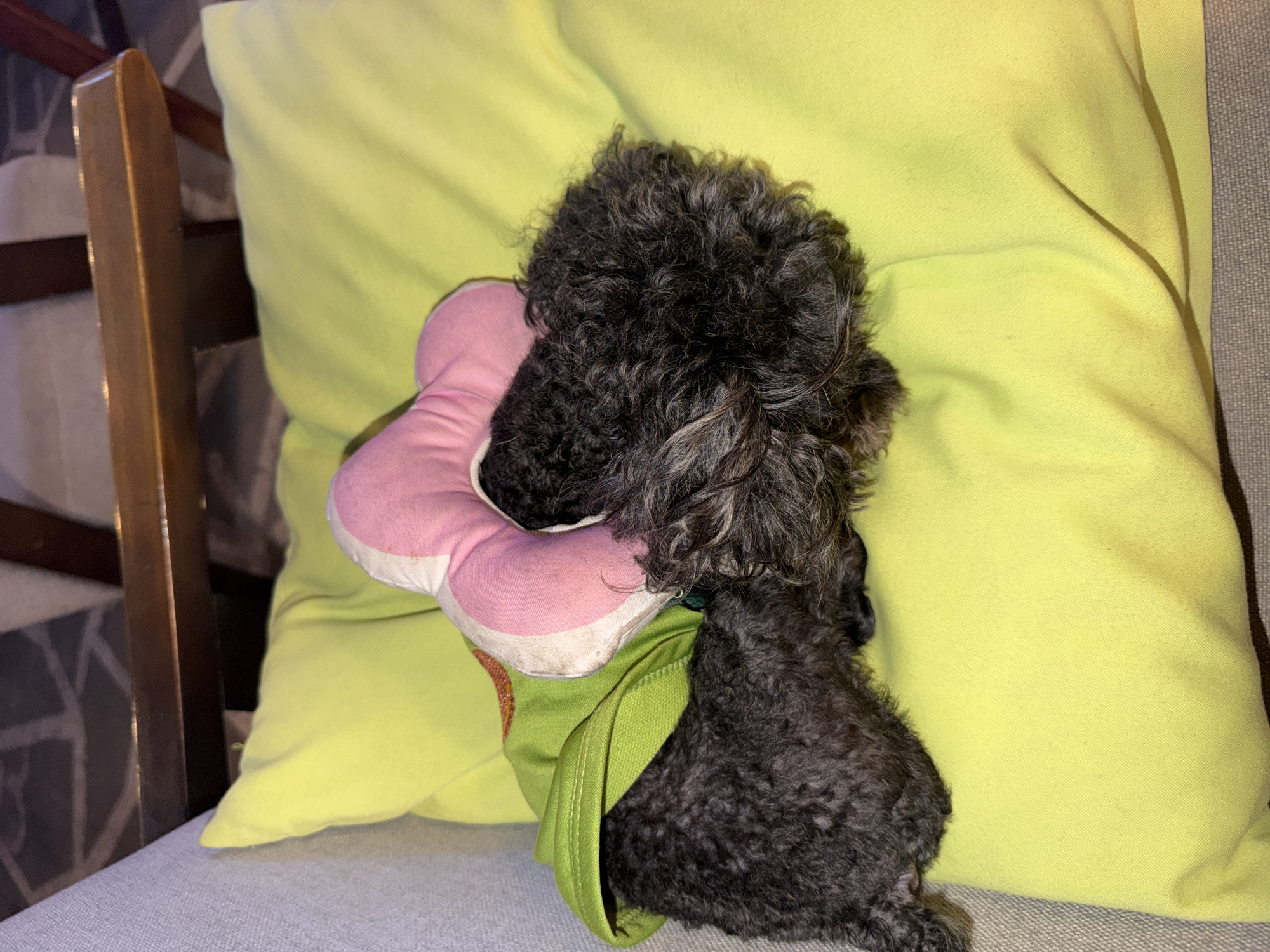 The image displays a close-up, high-angle view of a small, dark-colored dog resting on a chair. The dog, which appears to be a poodle given its tightly curled, dense fur that is a mix of charcoal gray and lighter gray strands, is curled up with its head buried into a pink and white flower-shaped plush toy or small pillow. It is wearing a light green garment or shirt that covers its body.
The dog and its plush toy are situated on a soft, light yellow-green rectangular pillow. This pillow, in turn, rests on a light gray fabric cushion, which is part of a chair. To the left of the frame, a wooden armrest or chair frame is partially visible. The setting is clearly indoors, suggesting a comfortable domestic environment such as a living room or bedroom.
The primary activity taking place is the dog sleeping or resting, appearing peaceful and deeply relaxed. The lighting in the image is soft and warm, contributing to a serene atmosphere. There are no people visible in the frame, nor is there any discernible text on any of the objects. While the location context is provided as Đà Nẵng, Vietnam, the image itself does not contain any specific visual cues to indicate this geographical location.