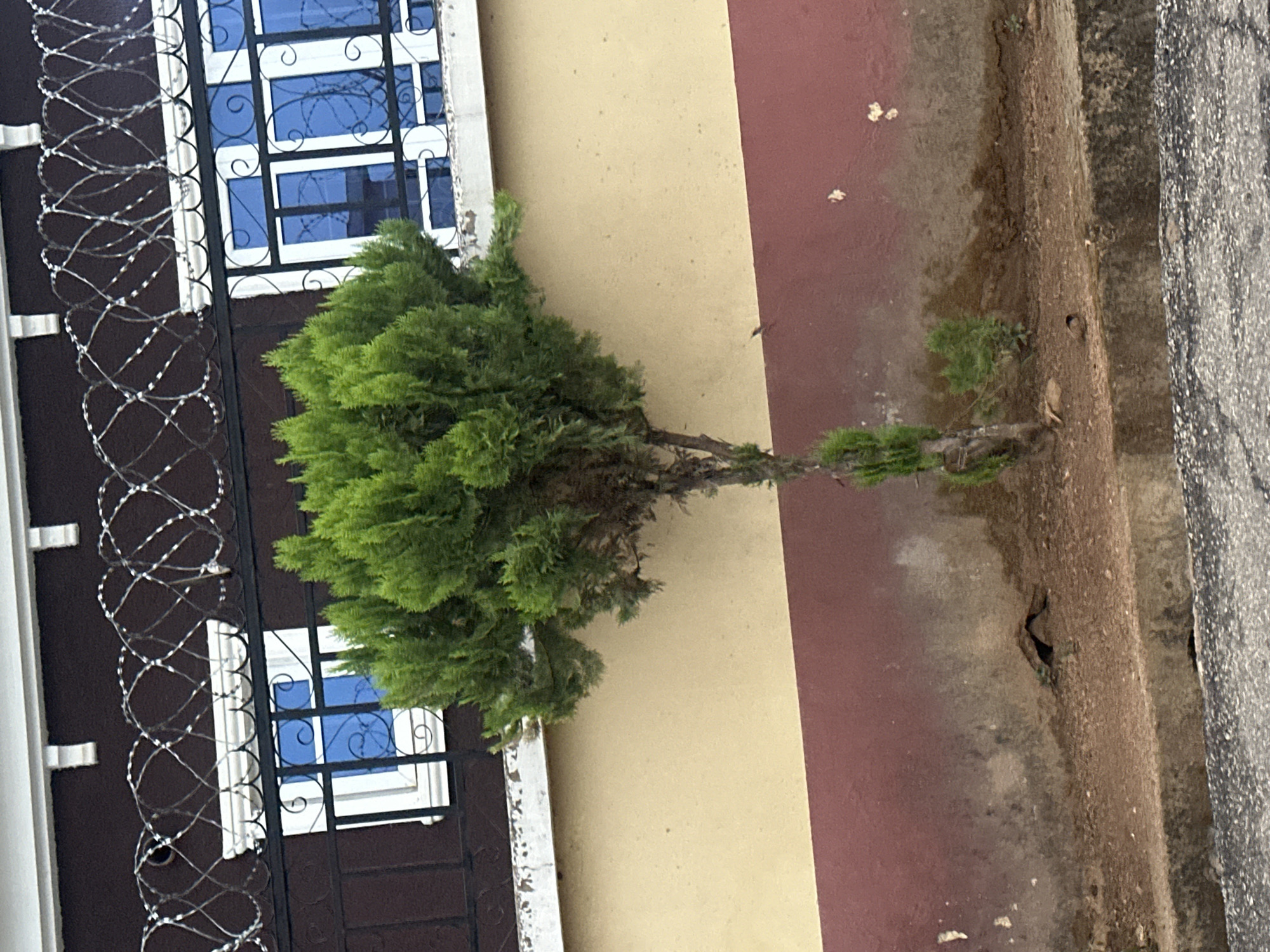 A small, lone evergreen tree is growing in a narrow patch of soil next to a building. The building has a beige and burgundy exterior wall. A black metal fence with white trim and blue-tinted windows runs along the other side of the tree, topped with barbed wire. The ground slopes down to a grey concrete surface. The location is inferred to be Jos, Nigeria, based on the prompt, but there are no elements to verify this explicitly.